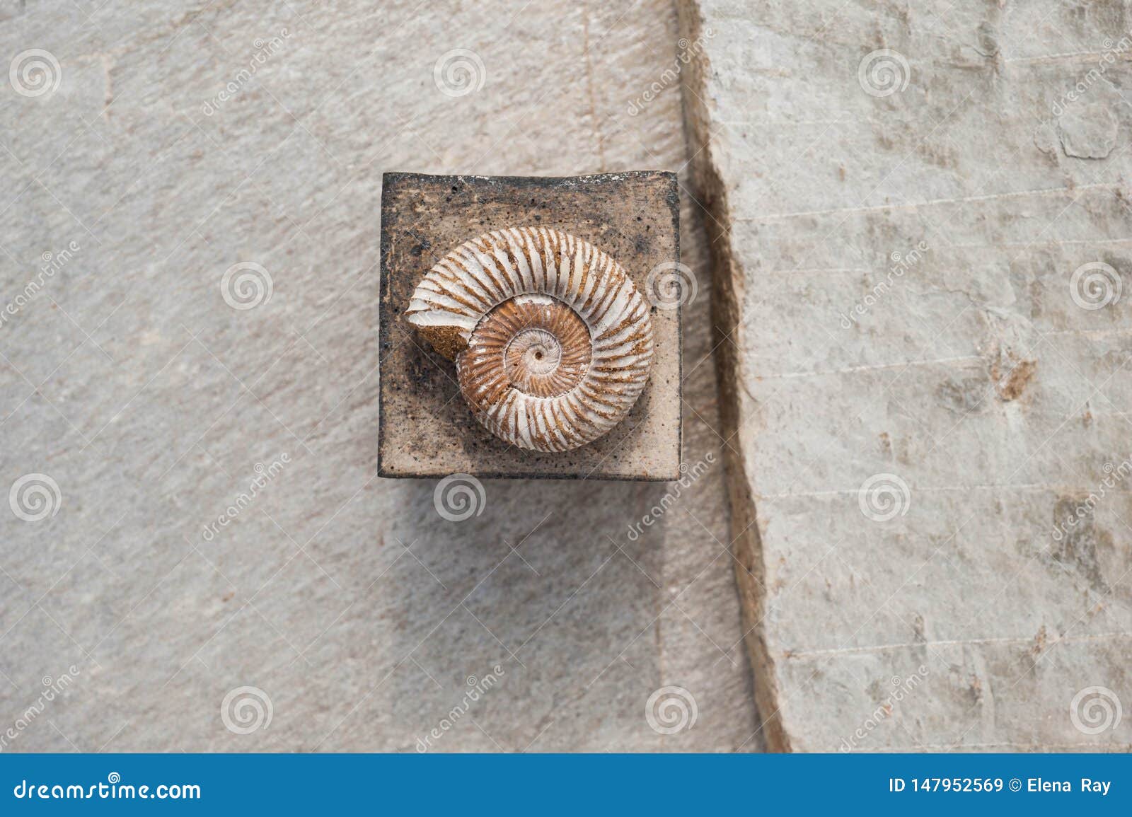 Nautilus-Fossil quadriert auf Steinhintergrund. Eine versteinerte Nautilusmuschel eingestellt auf ein keramisches Quadrat in einem Steinplattenhintergrund