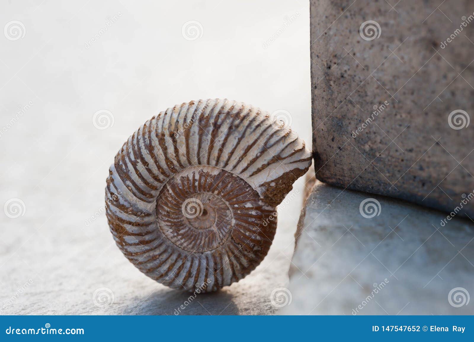 Nautilus Fossil Und Keramischer W Rfel Auf Steinplatte Stockfoto Bild Von Kontraste Mittel Nautilus Fossil Und Keramischer W Rfel Auf Steinplatte Stockfoto Bild Von Kontraste Mittel