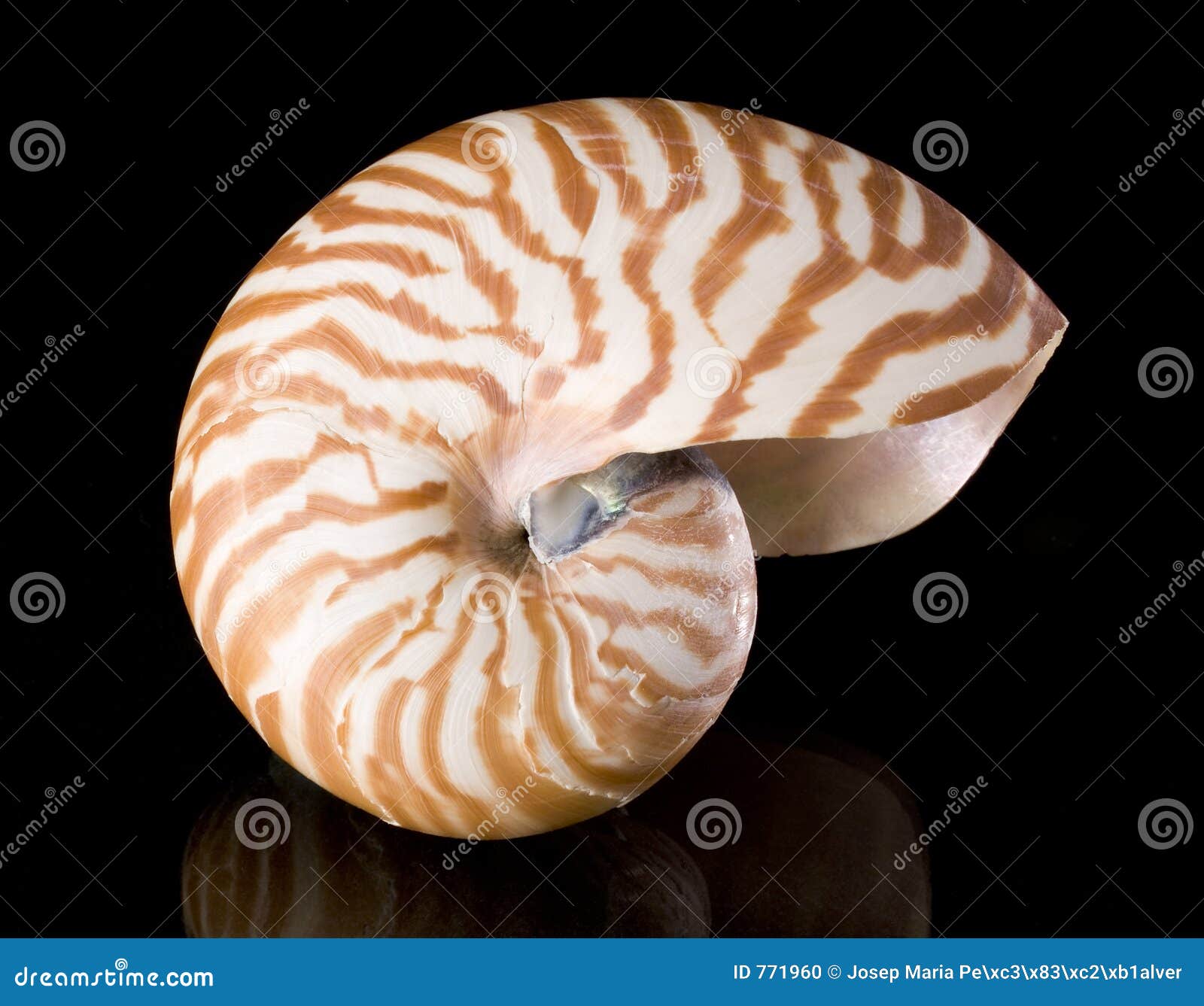 nautilus pompilius