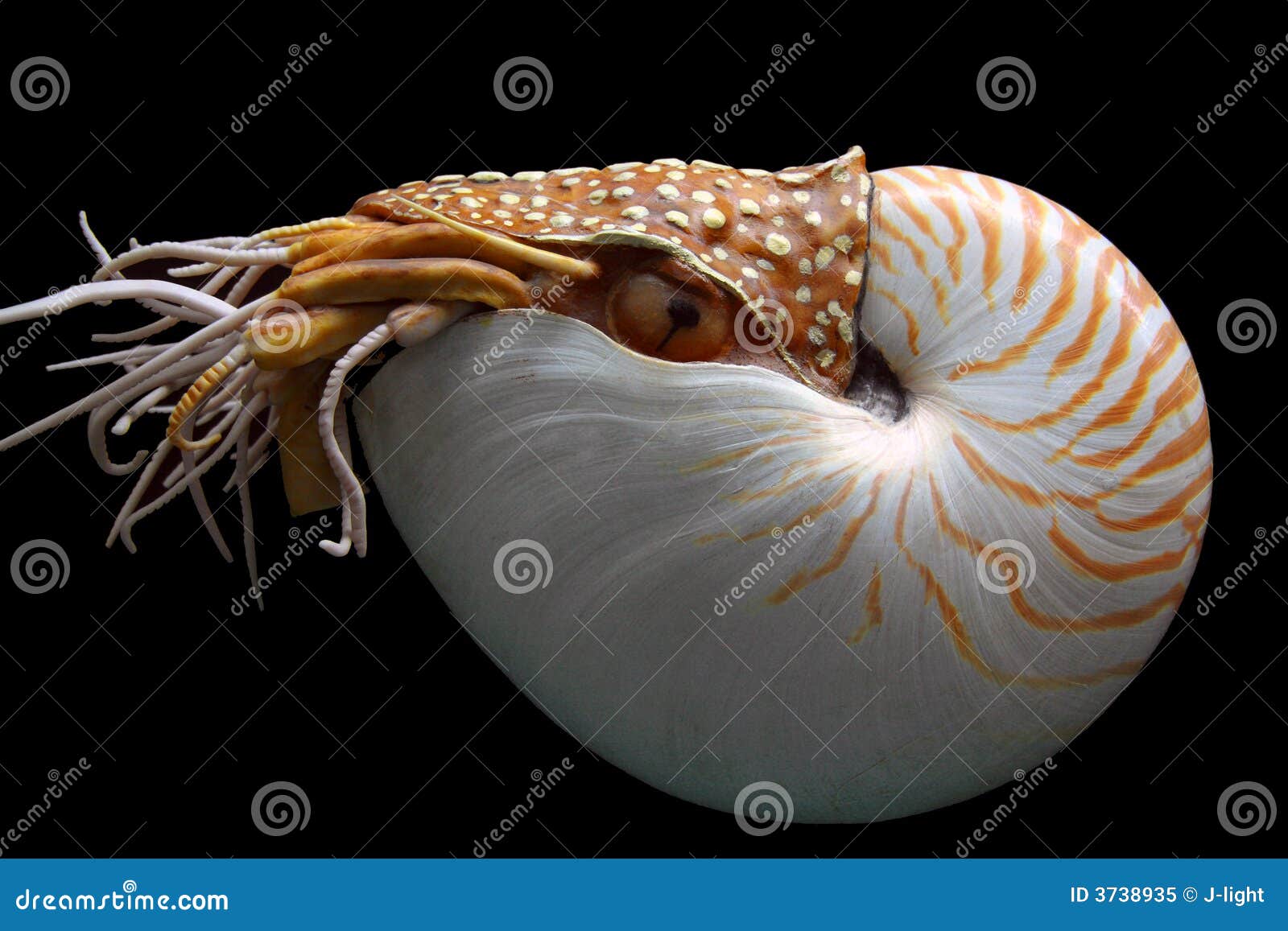 nautilus pompilus