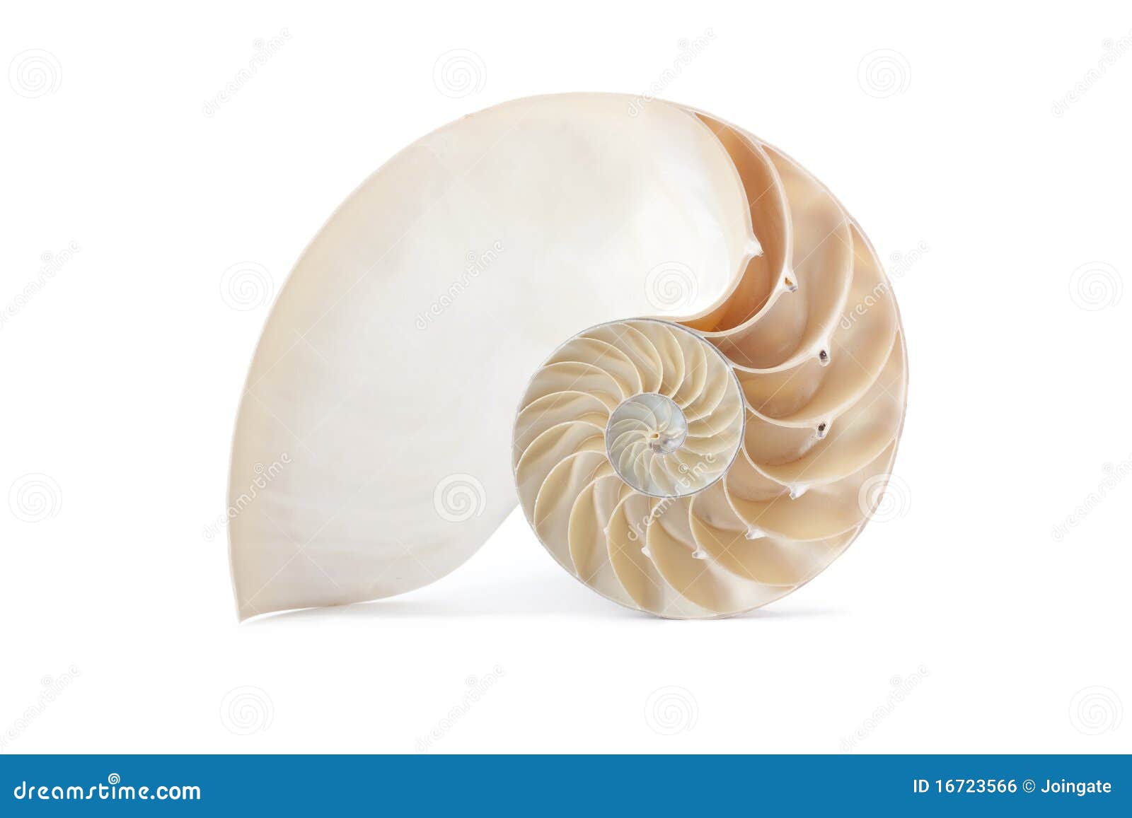 nautilus shell and famous geometric pattern