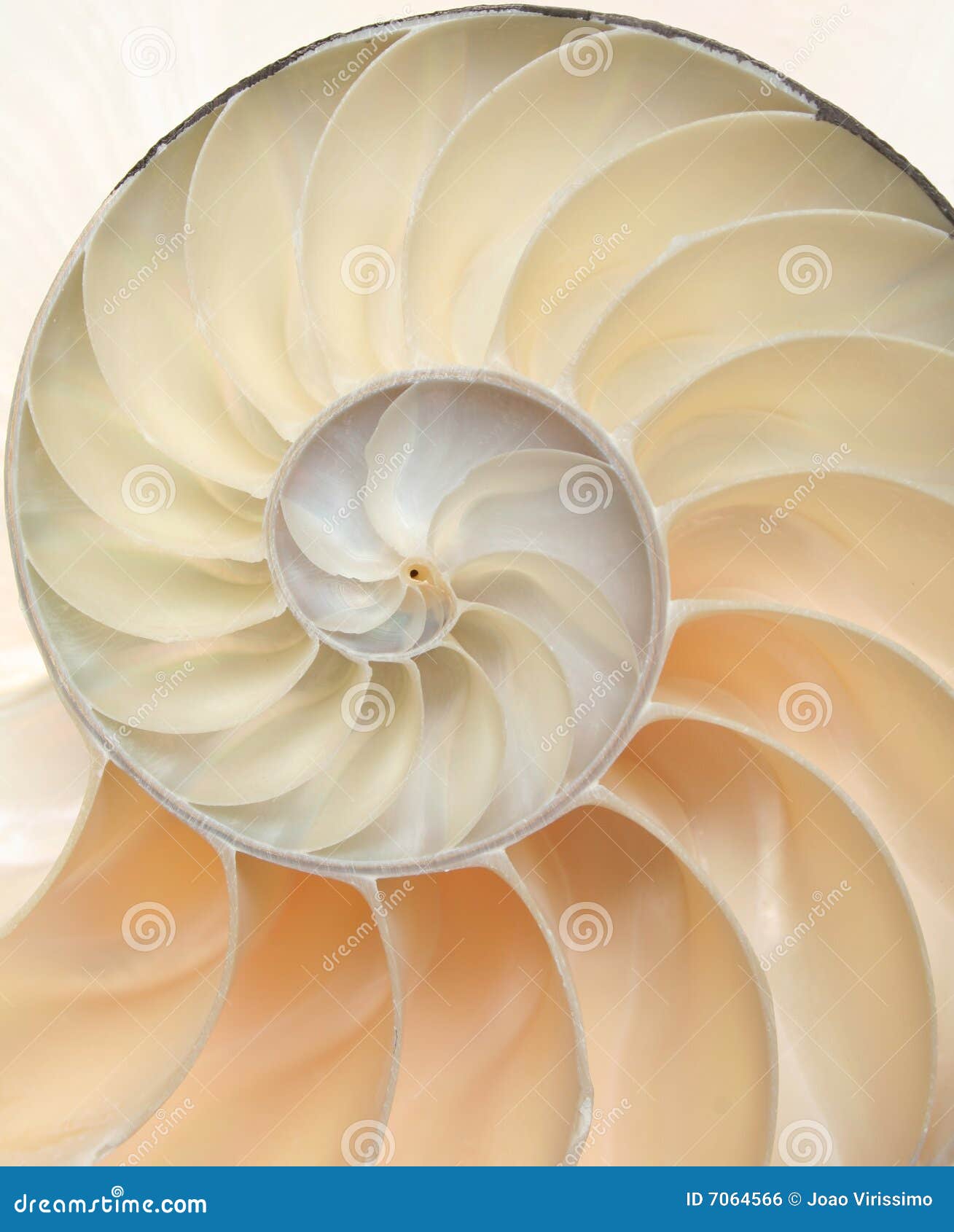 nautilus shell macro close-up