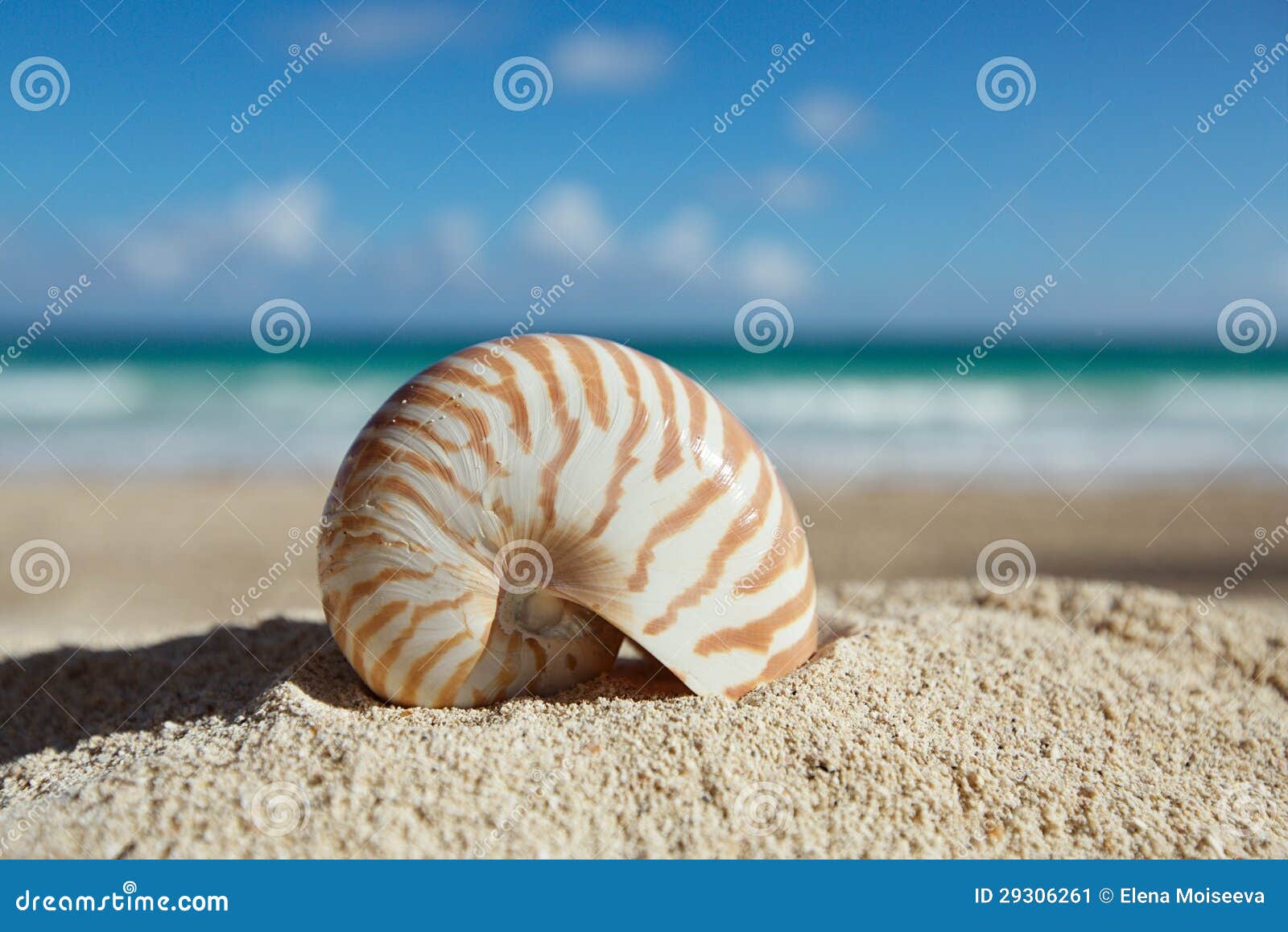214 Small Nautilus Shell Beach Sand Stock Photos - Free & Royalty-Free Stock  Photos from Dreamstime