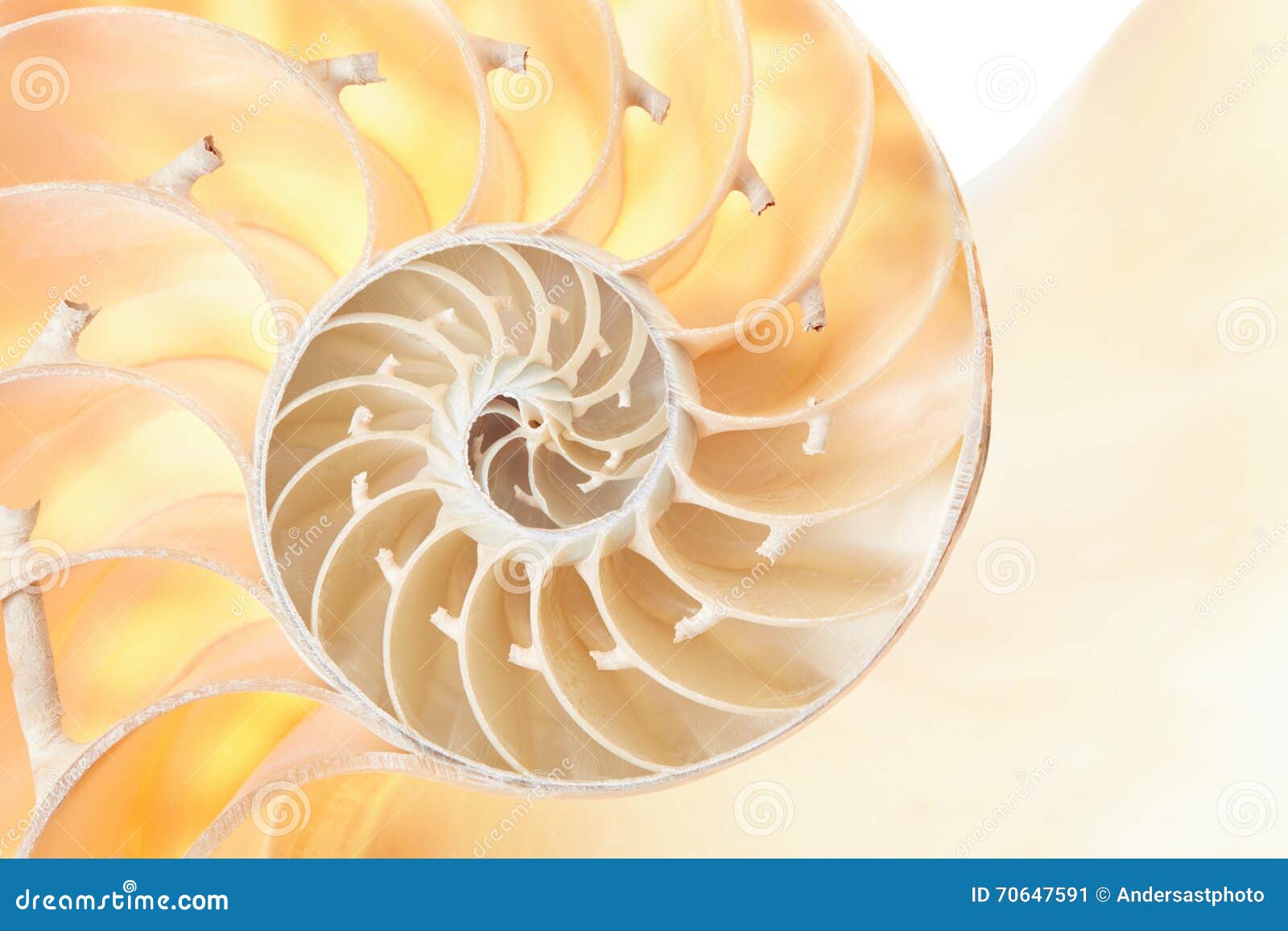 nautilus shell section detail background