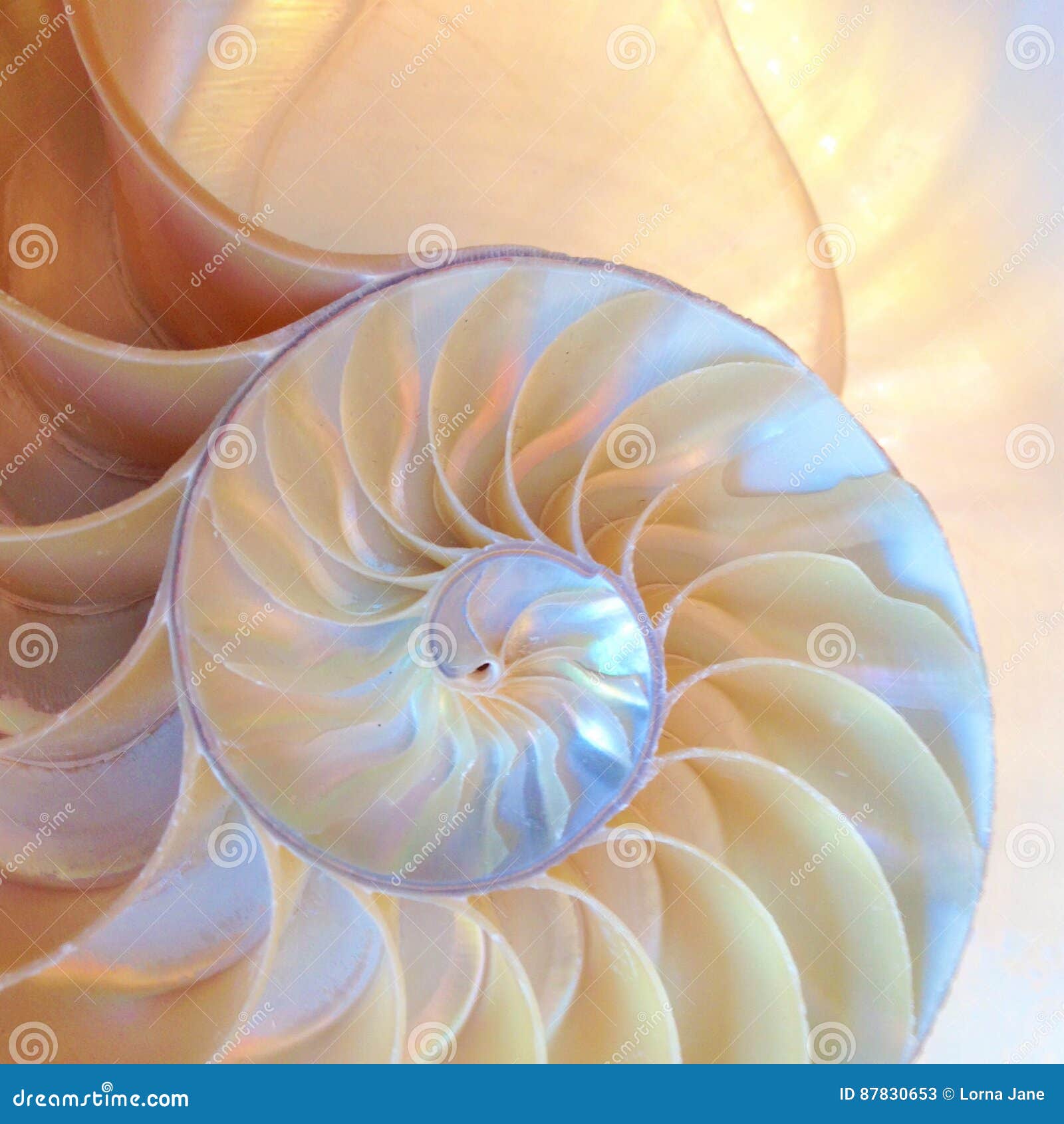 nautilus shell symmetry fibonacci half cross section spiral golden ratio structure growth close up back lit mother of pearl close