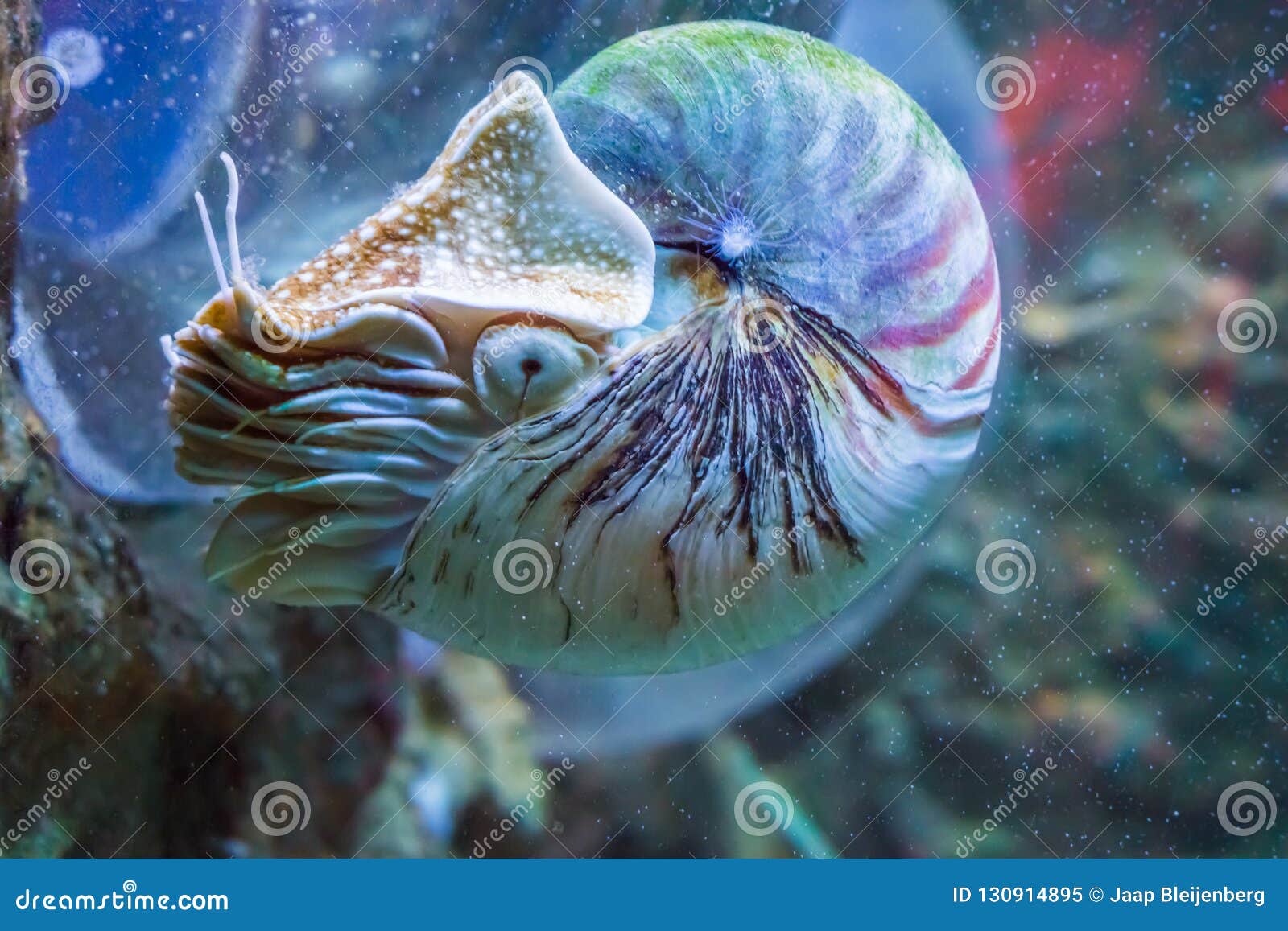 Nautilus Squid a Rare and Beautiful Living Shell Fossil Underwater Sea  Animal Stock Image - Image of aquatic, cephalopods: 130914895