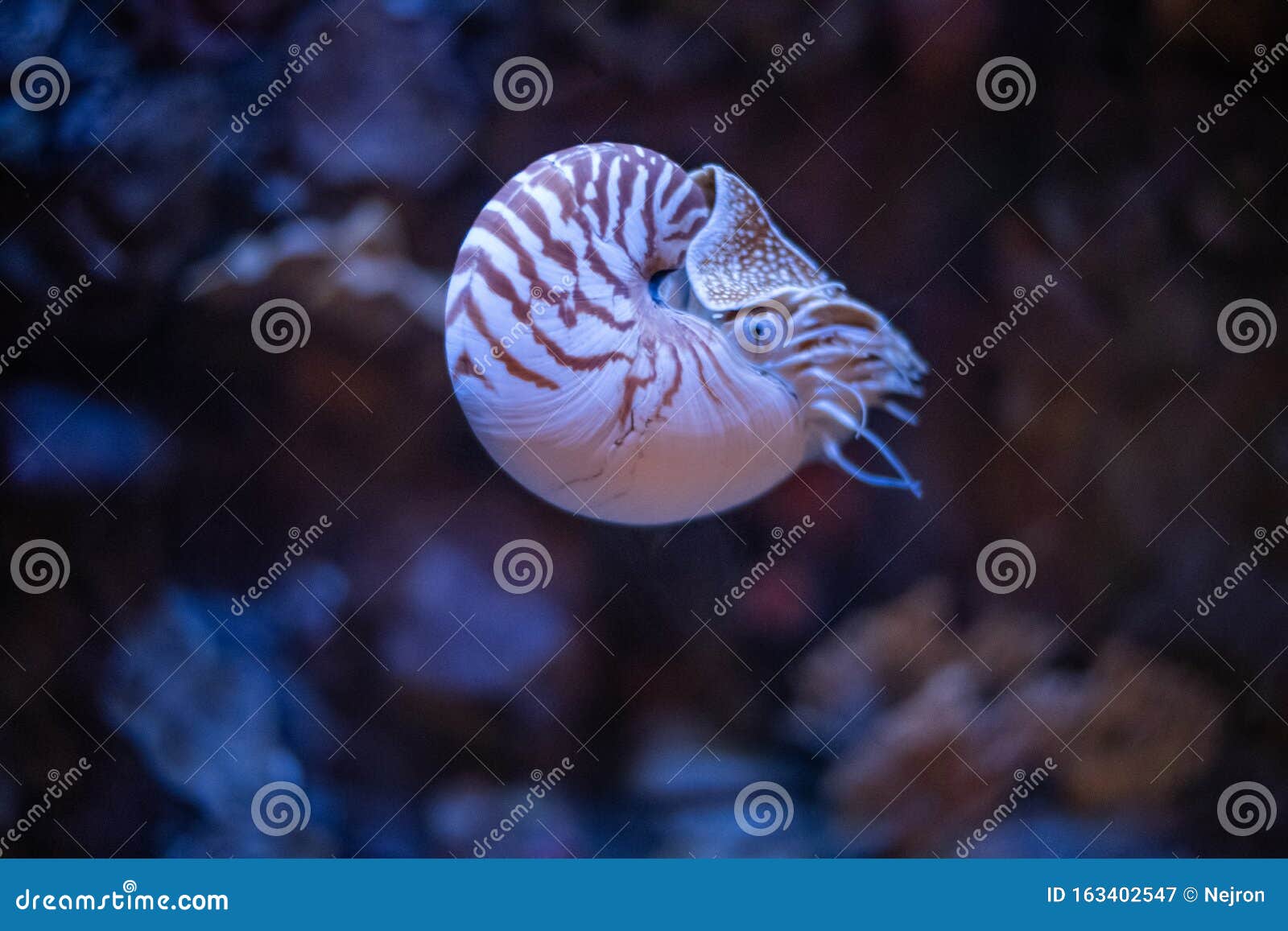 nautilus swimming in an aquarium