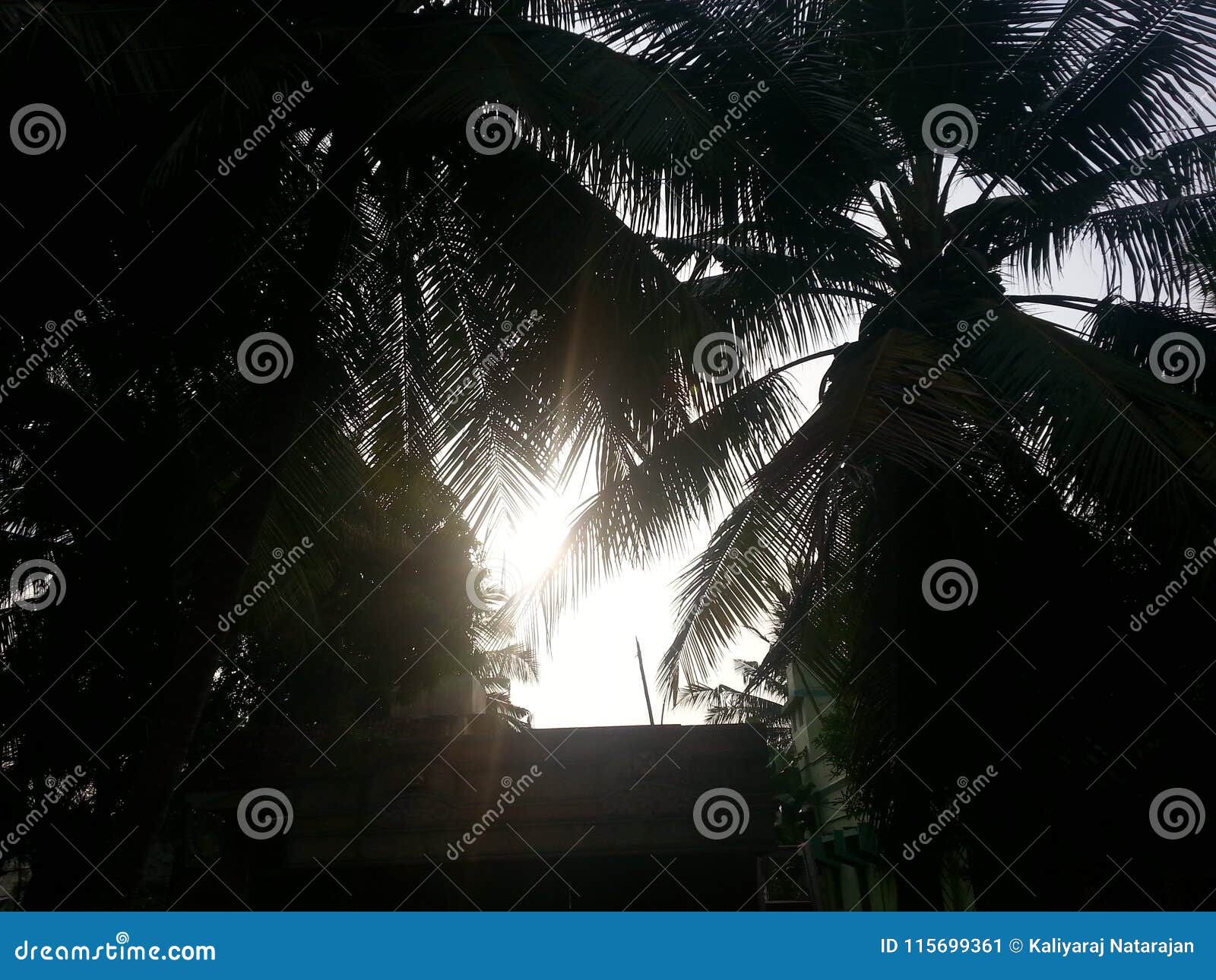 Nave. As reflexões das árvores de coco em raios de sol da manhã