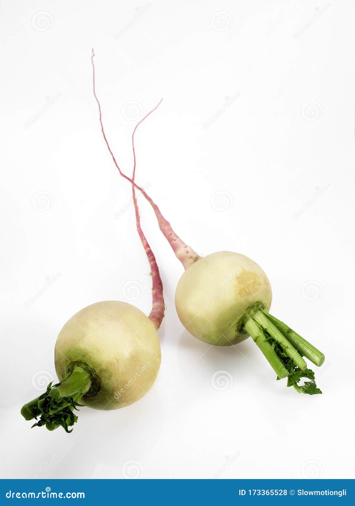 NAVET stock photo. Image of turnip, ingredient, botany 173365528