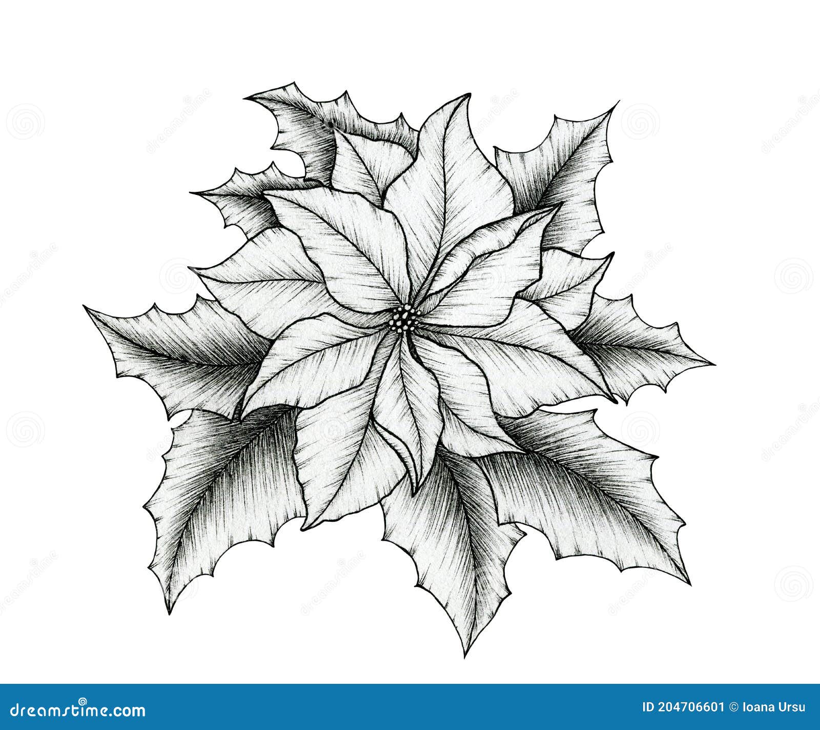 Navidad Flor De Nochebuena Elegante Dibujo Aislado En Blanco Negro Arte Floral Con Flor De Nochebuena Y Hojas De Acebo Stock de ilustración - Ilustración de vacaciones, fondo: 204706601 Navidad Flor De Nochebuena Elegante Dibujo Aislado En Blanco Negro Arte Floral Con Flor De Nochebuena Y Hojas De Acebo Stock de ilustración - Ilustración de vacaciones, fondo: 204706601