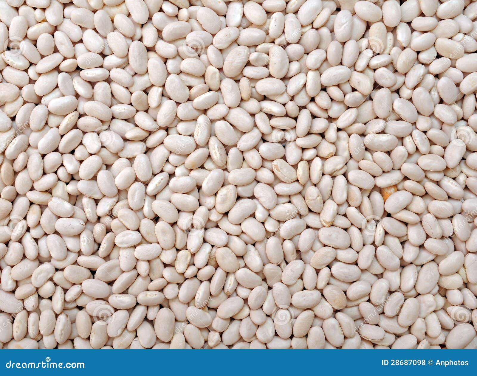 Navy beans stock photo. Image of cooking, isolated, diet 28687098