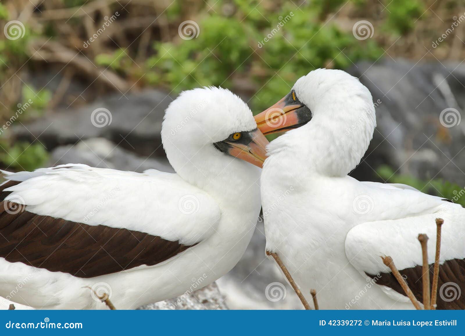 nazca boobies (sula granti) in galapagos