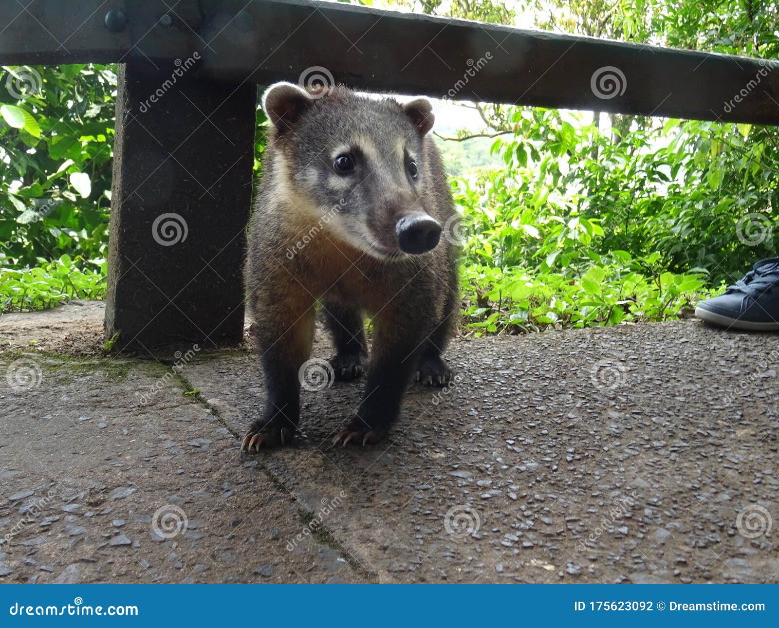 coati at iguazu falls