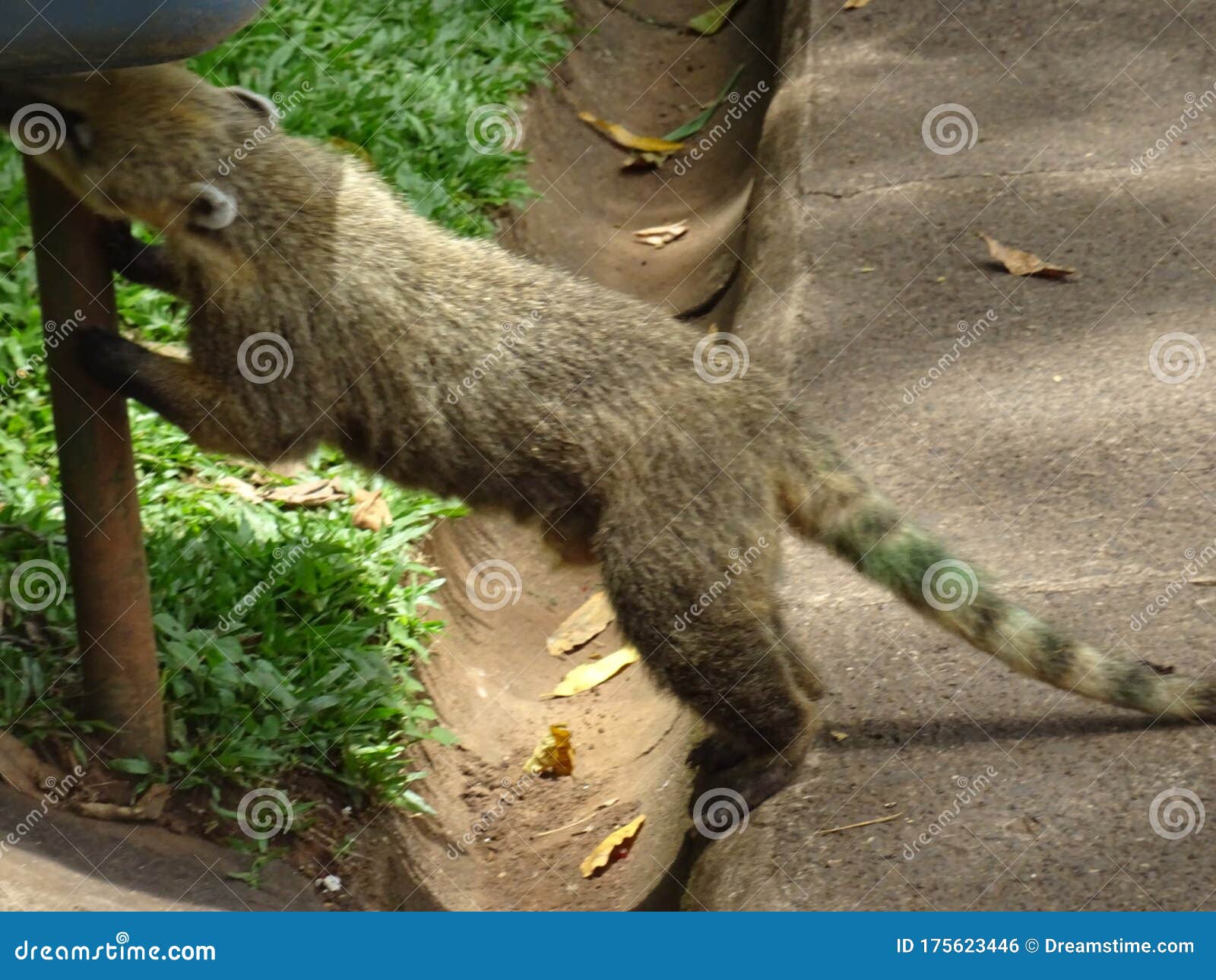 coati looking for food in a trash