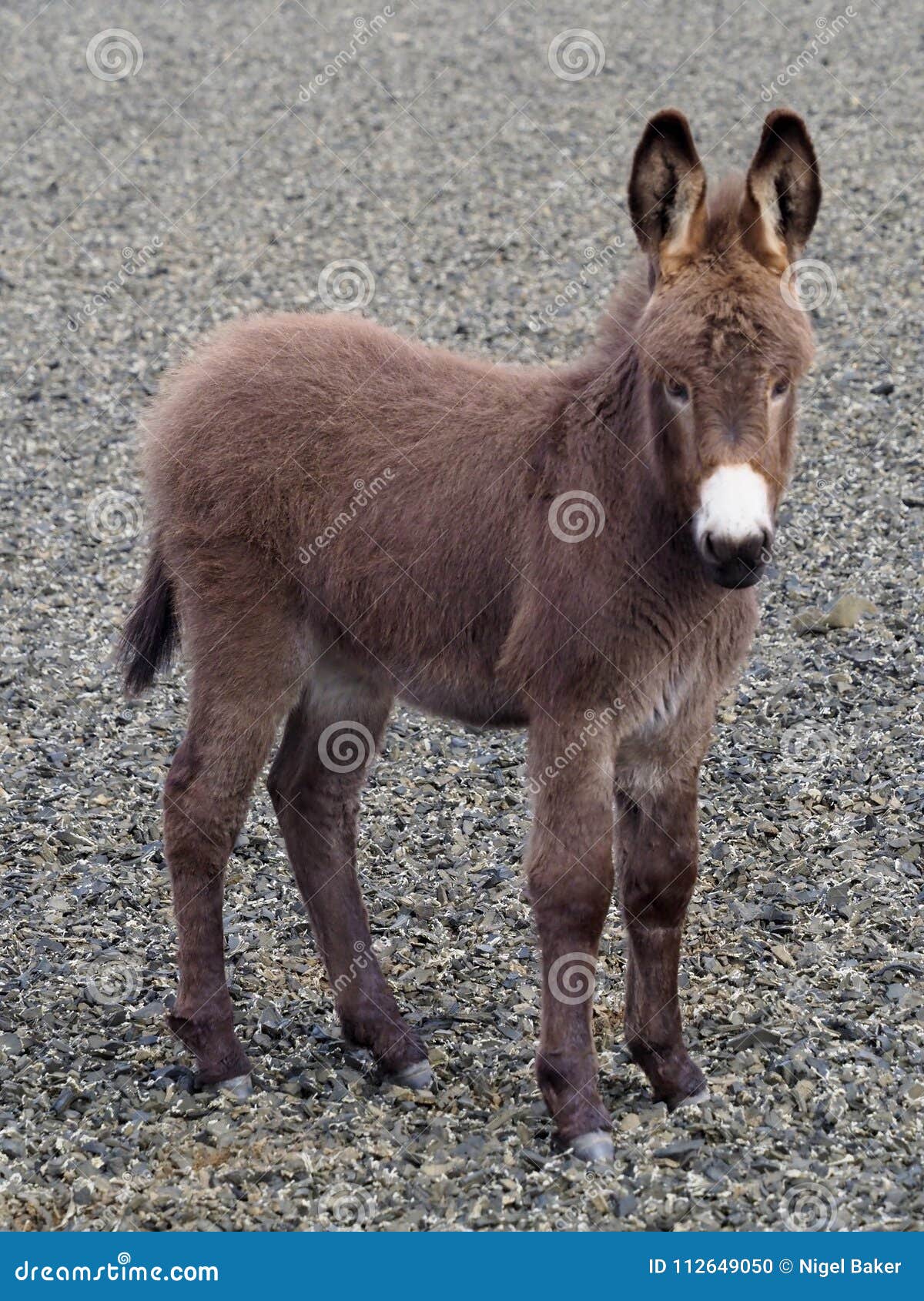 Ane De Bebe Photo Stock Image Du Mere Creature Exterieur Ane De Bebe Photo Stock Image Du Mere Creature Exterieur