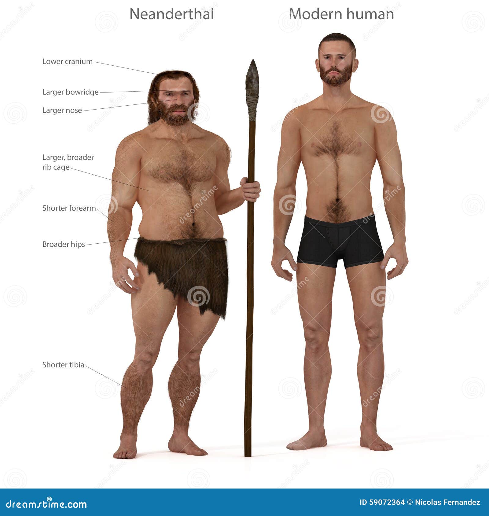 Kuvahaun tulos haulle neanderthal vs human