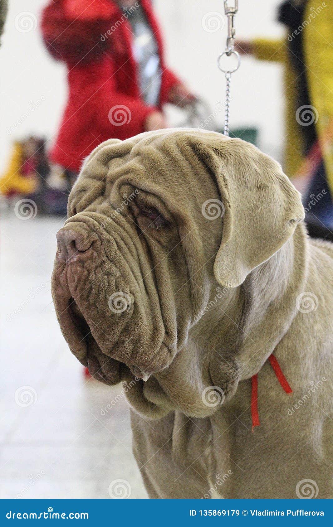 Dog Show - Portrait of a Mastino Napoletano Stock Image - Image of breed,  guard: 135869179