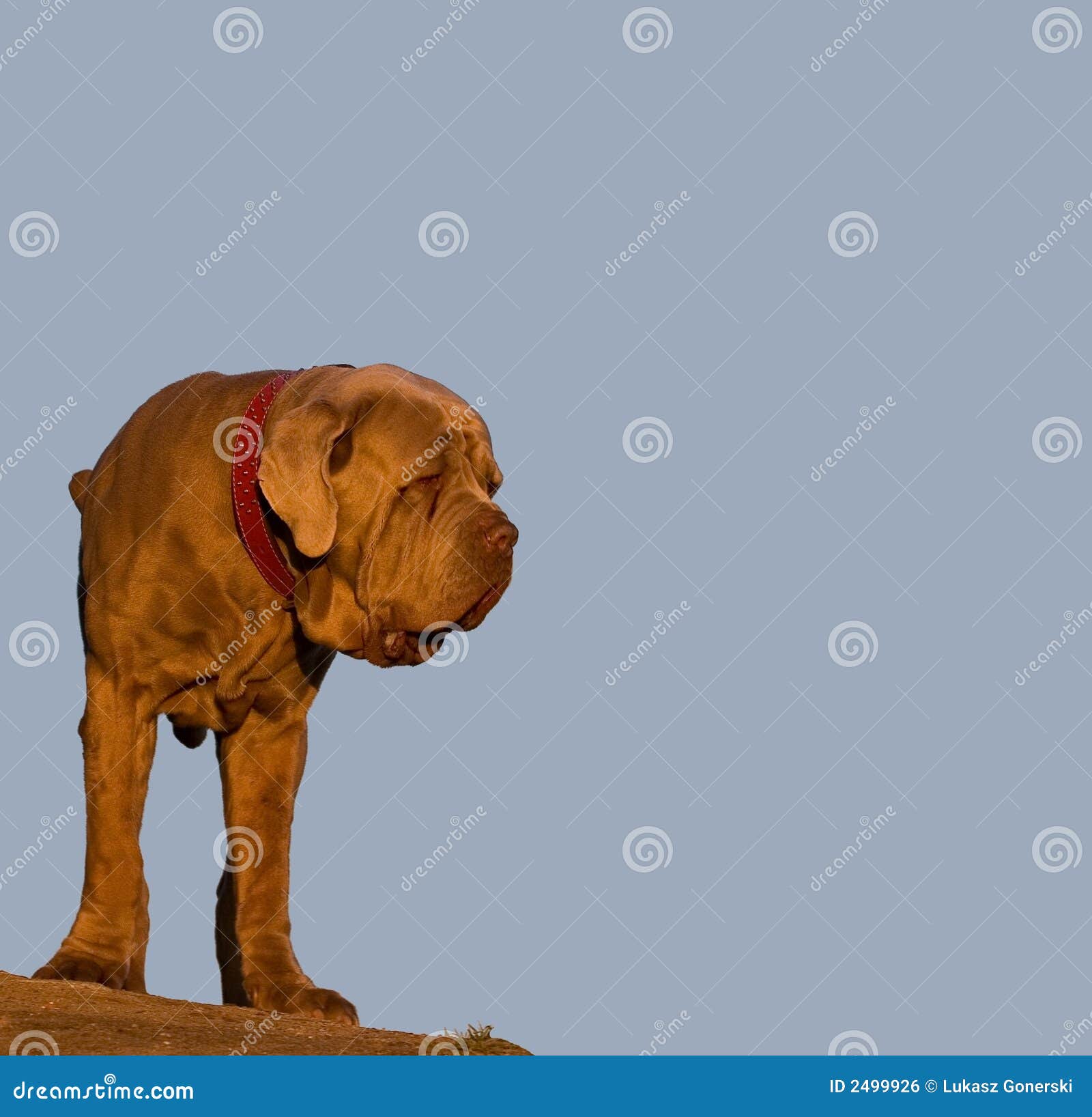 Neapolitanischer Mastiff Quard Hund Stockfoto Bild von braun