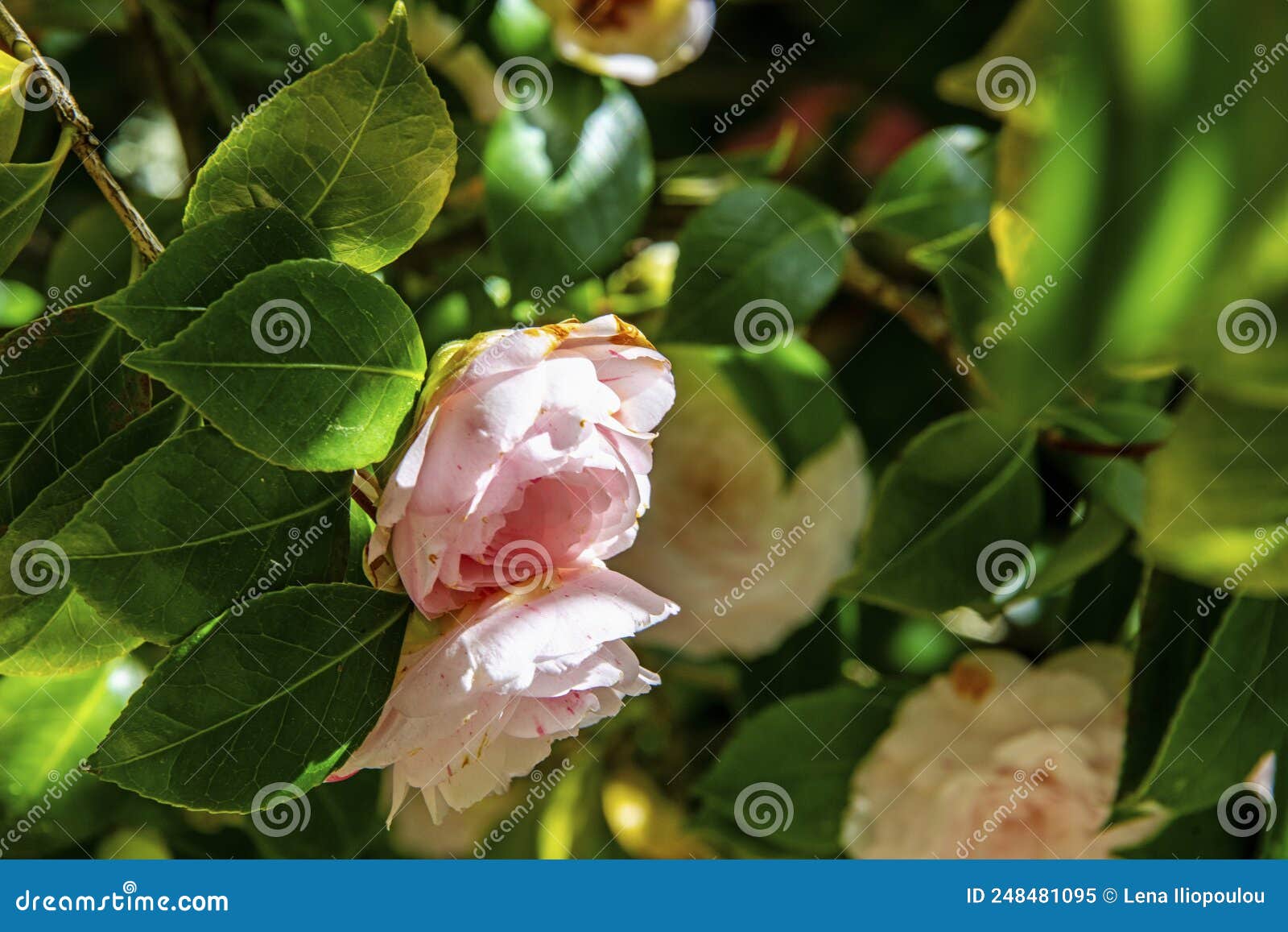 near view of rosa camelias in green atmosphere