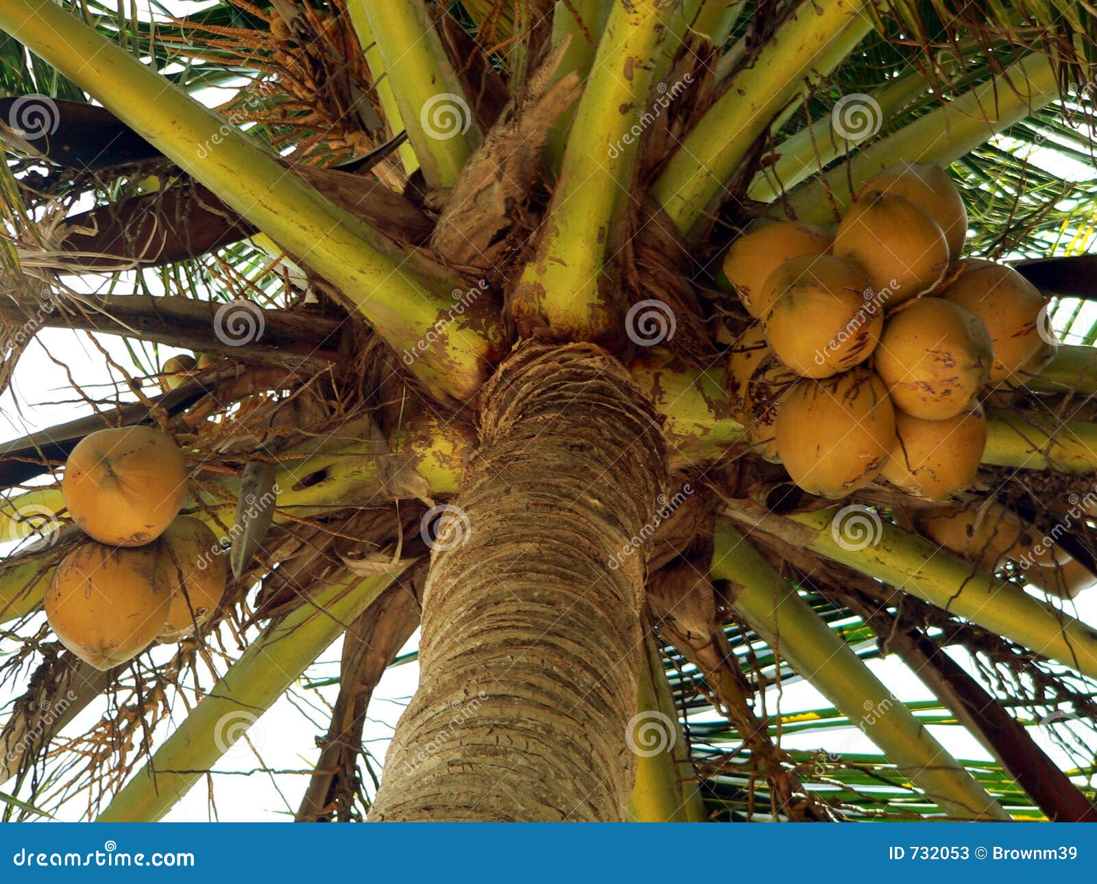 nearly ripe coconuts