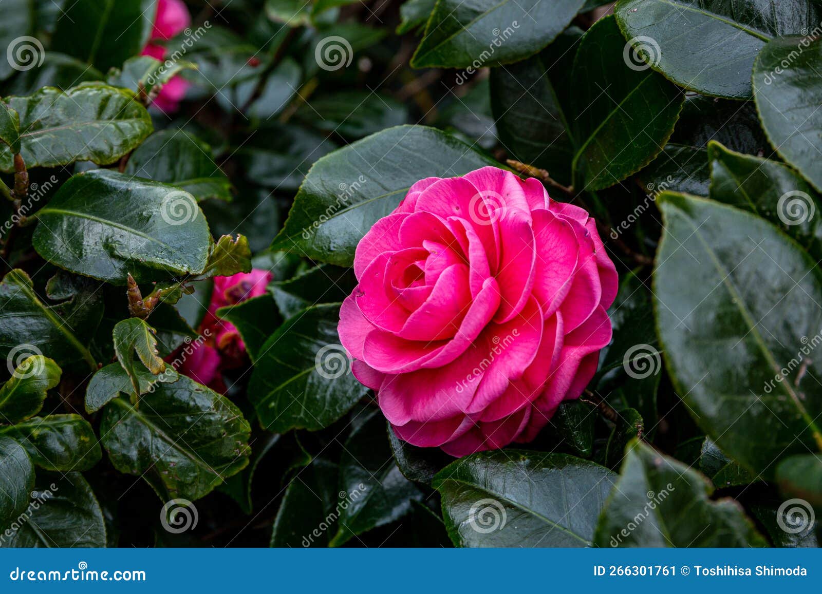 Neat and Beautiful Izu Camellia Flower in Japan. Stock Image - Image of ...