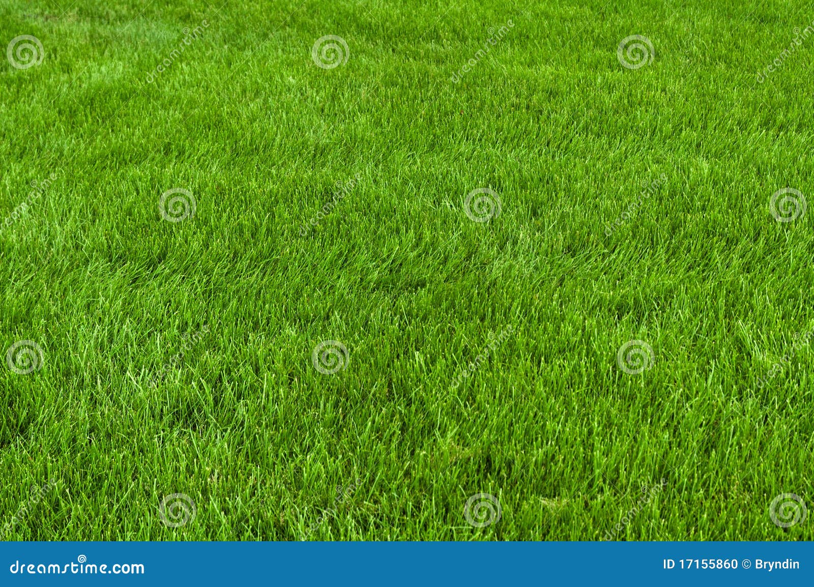 neatly cut grass