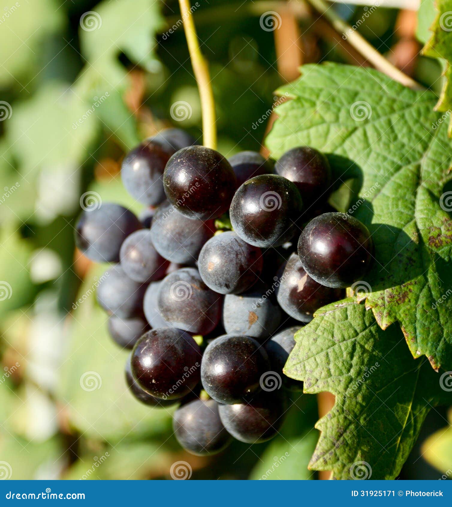Nebbiolo grapes for Barolo stock image. Image of nebbiolo 31925171