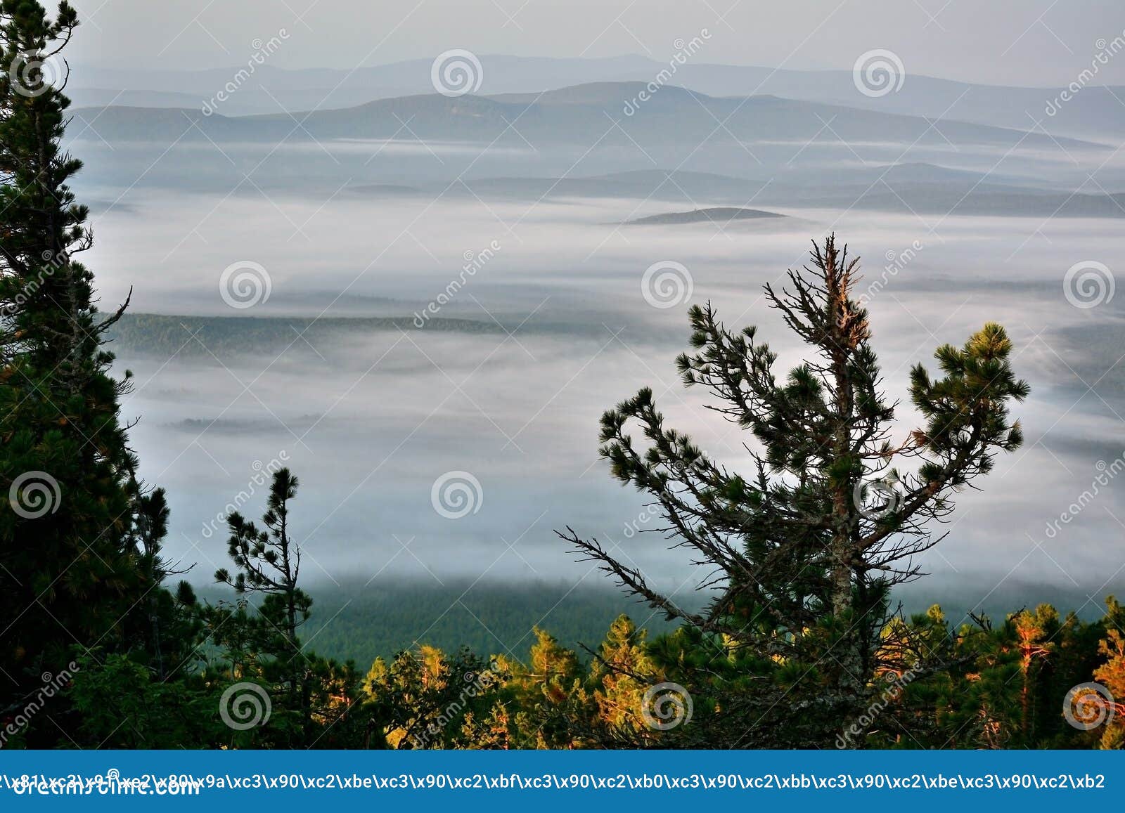 Nebelhafter Morgen in der Gebirgswaldnatur-Landschaftshöhe entsteint Felsengras