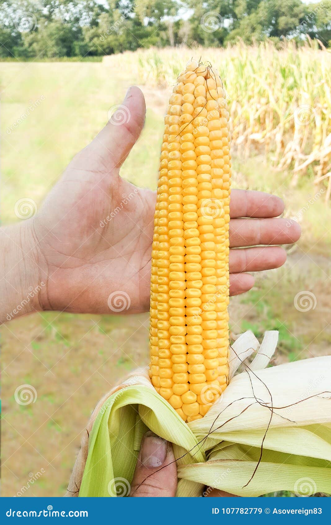 Nebraska Corn Cob stock image. Image of yellow, stalk 107782779