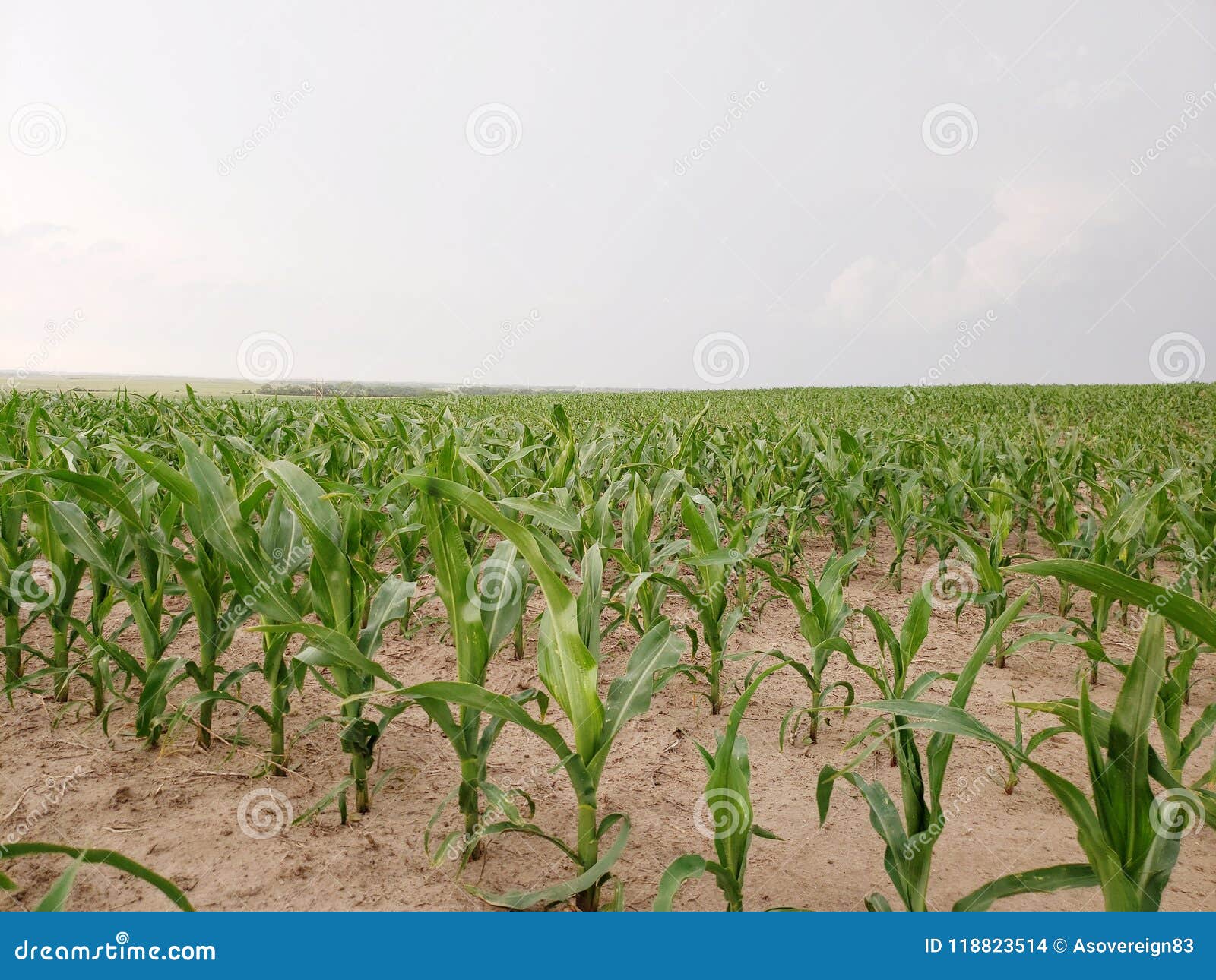 Nebraska cornfield stock photo. Image of corn, rows 118823514