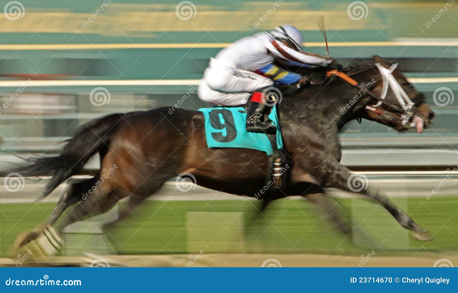 neck-and-neck-horse-race-editorial-image-image-of-anita-23714670