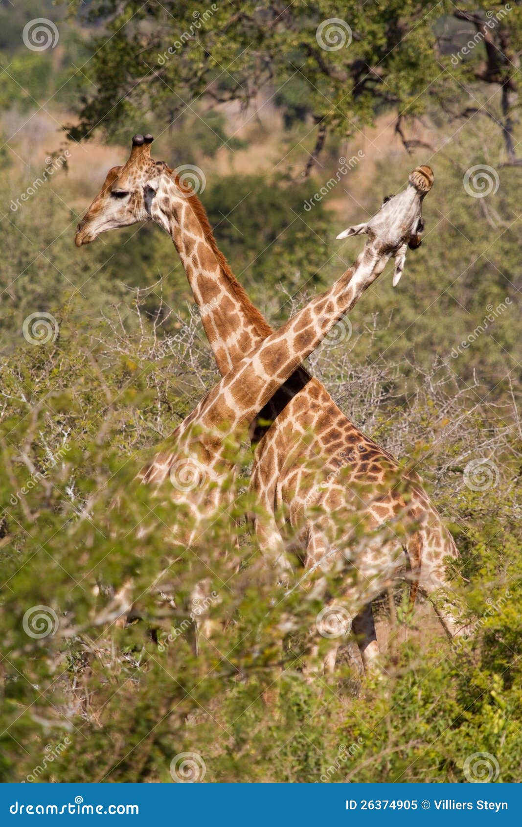 necking giraffes