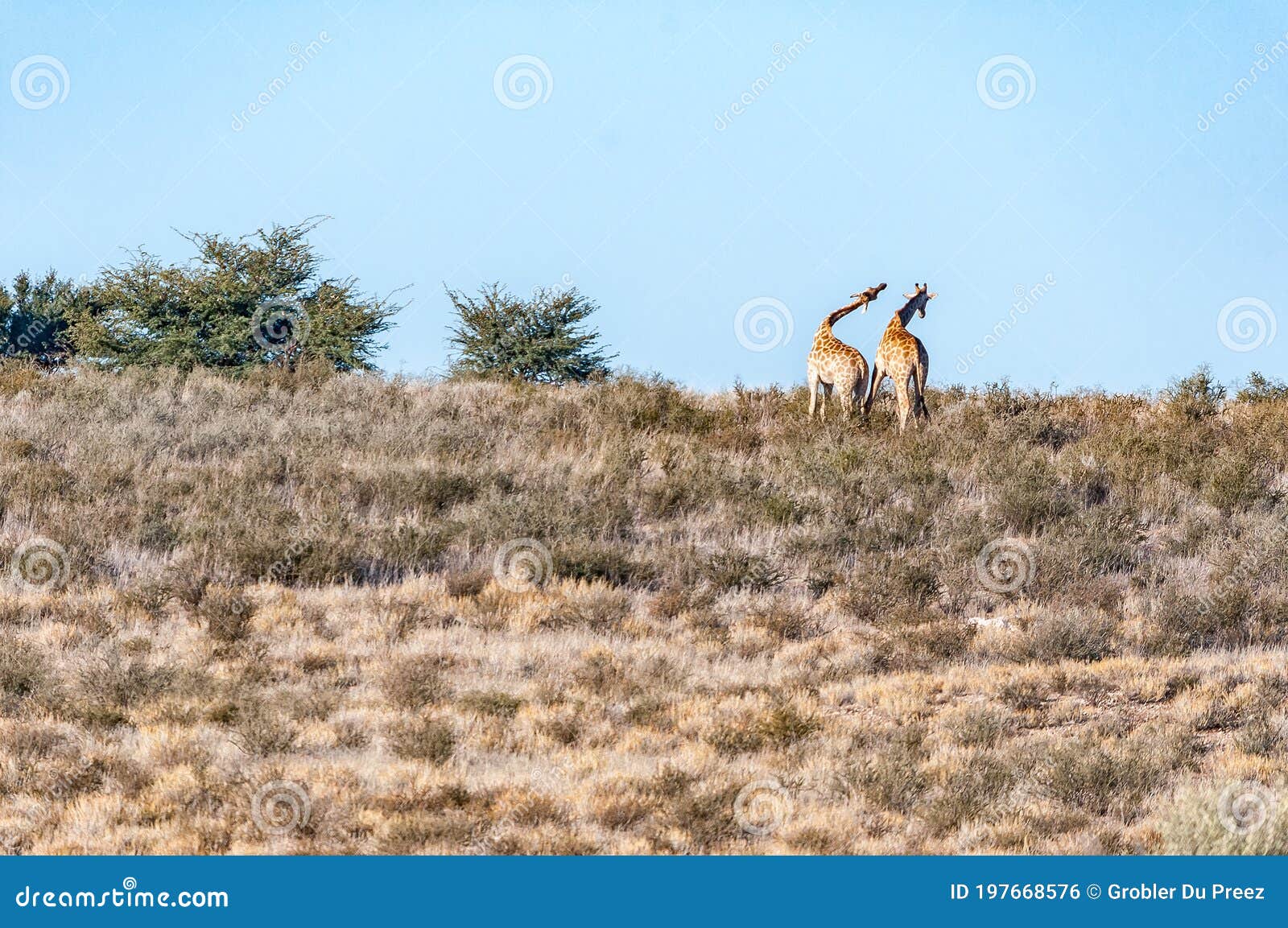 necking south african giraffes in the arid kgalagadi