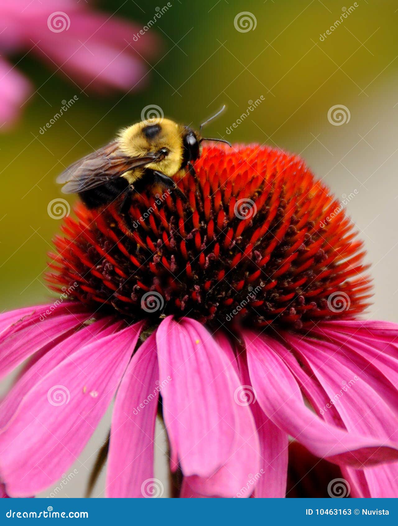 Nectar Harvesting stock image. Image of insect, work 10463163