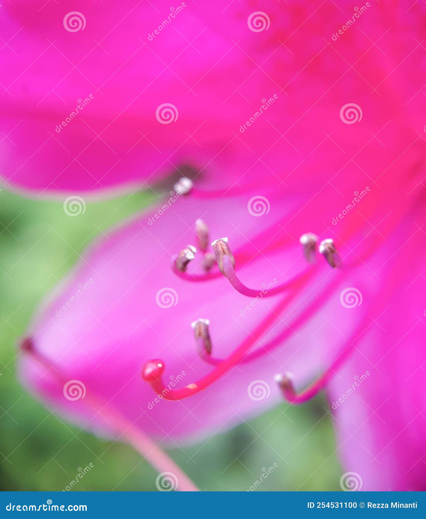The Nectar of Hibiscus Flowers. Stock Photo Image of hibiscus