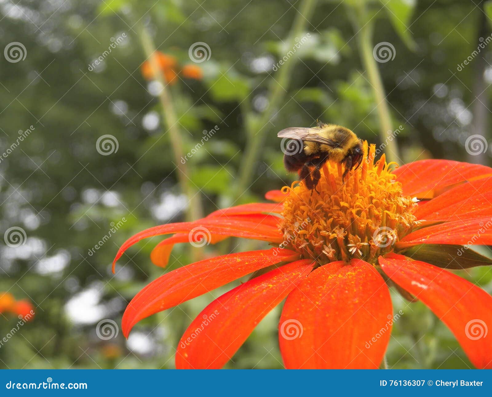Nectar Nourishment! stock image. Image of flower, nature 76136307