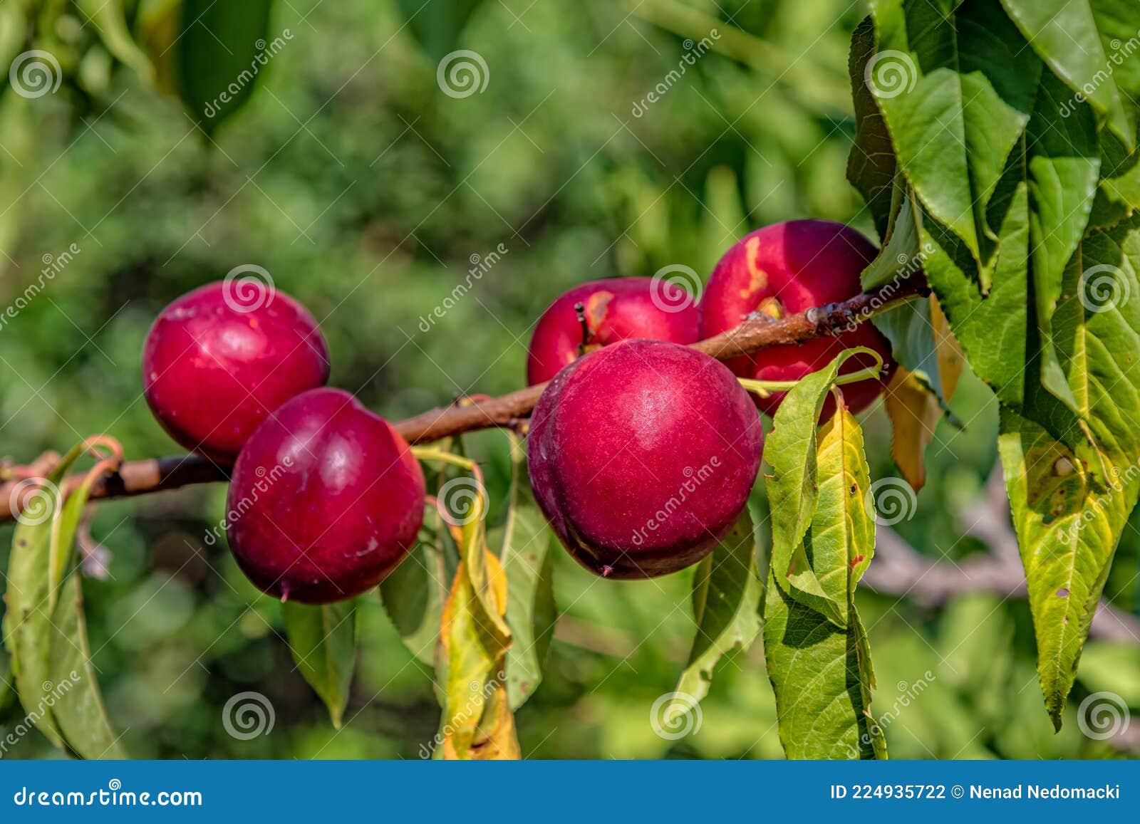 Nectarine Fruit on the Tree Stock Photo Image of freshness, nectarine