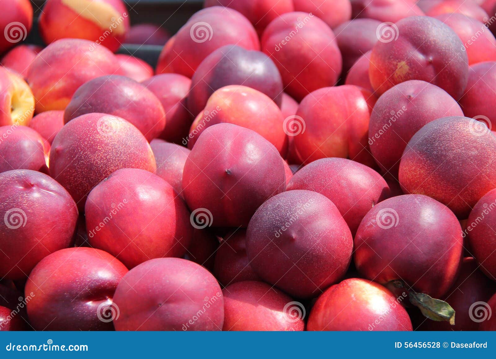 Nectarine Fruits. stock photo. Image of garden, british 56456528