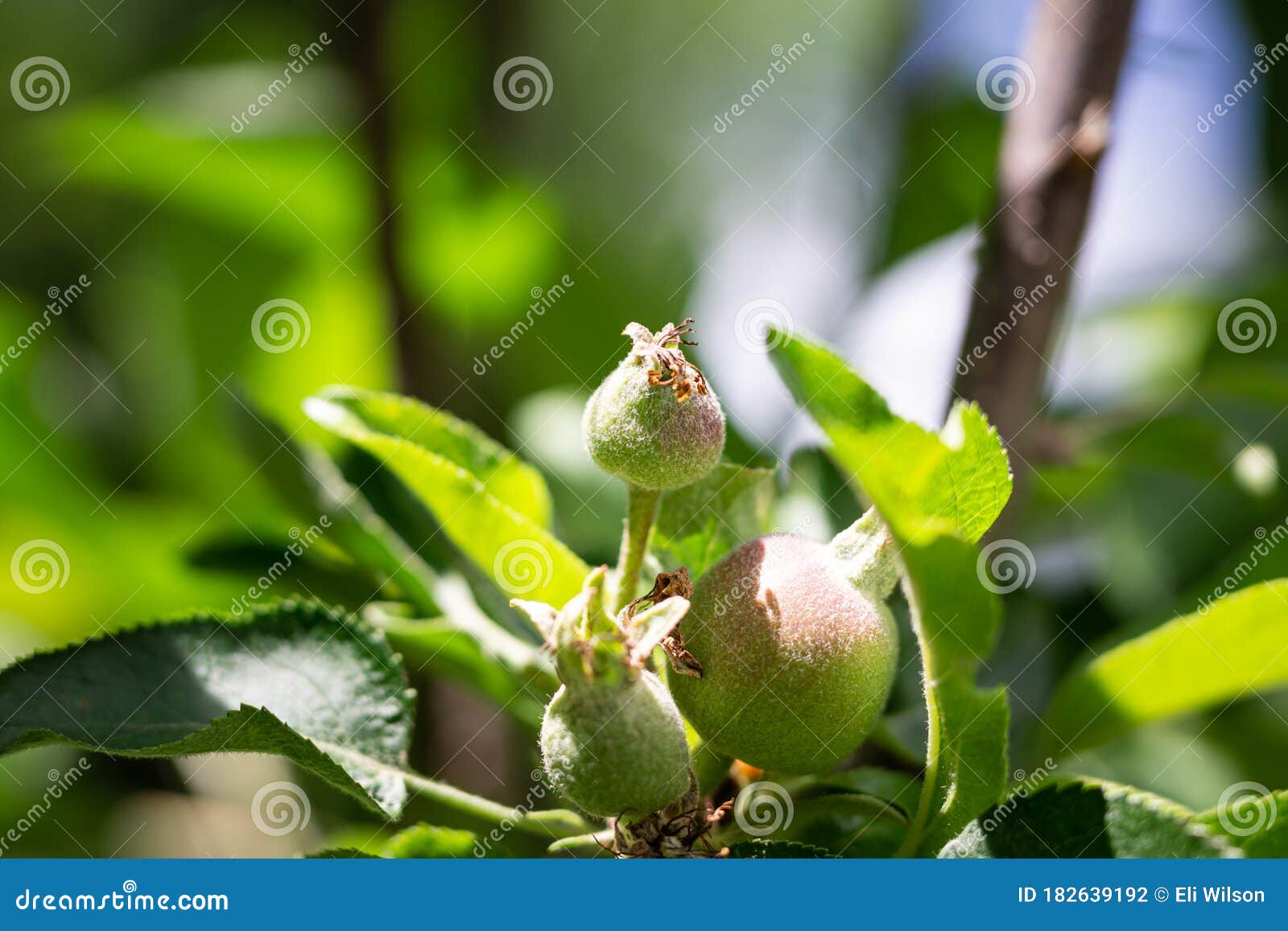 Nectarine Growing stock photo. Image of agriculture 182639192