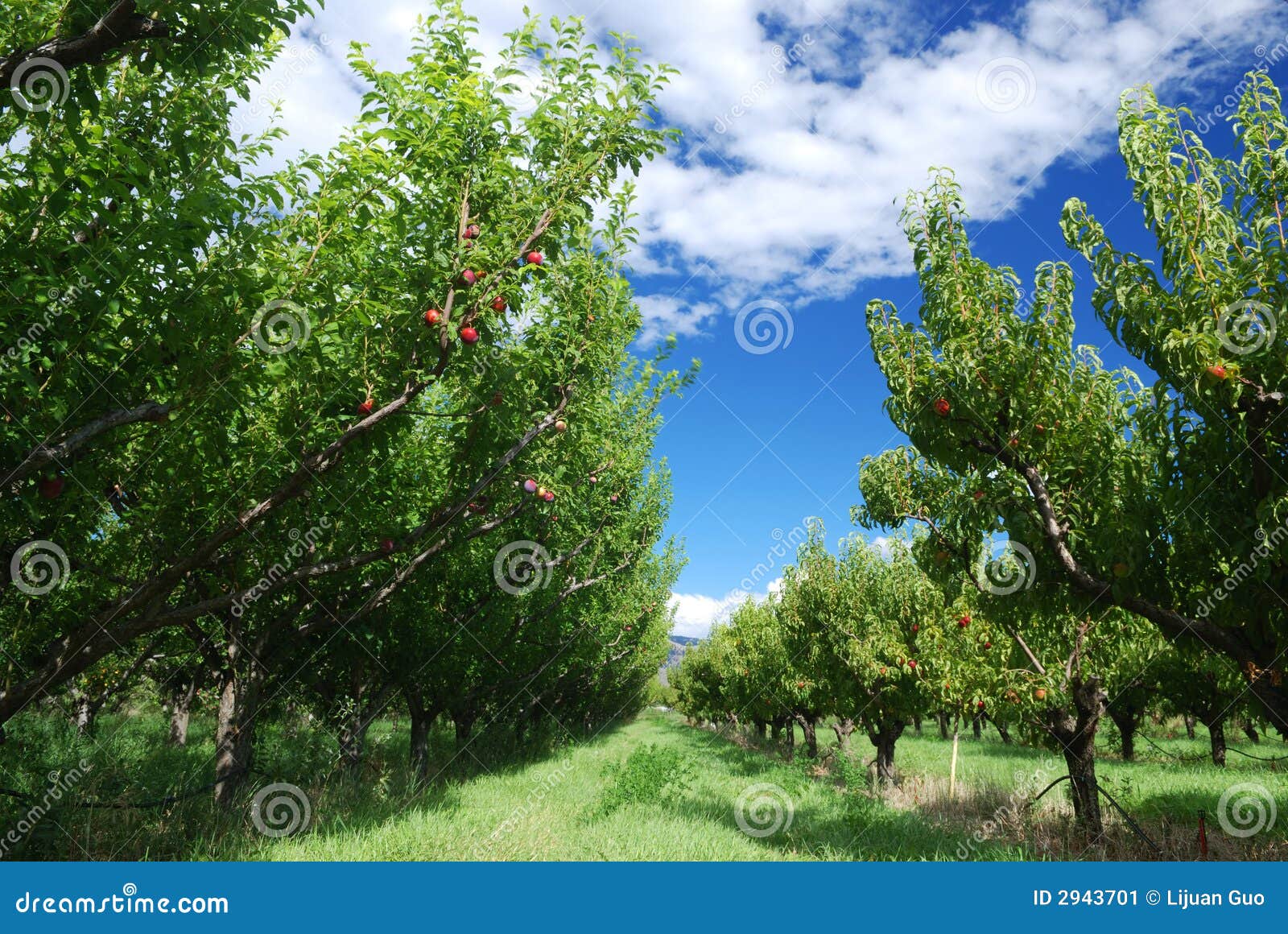Nectarine orchard stock image. Image of summer, green 2943701