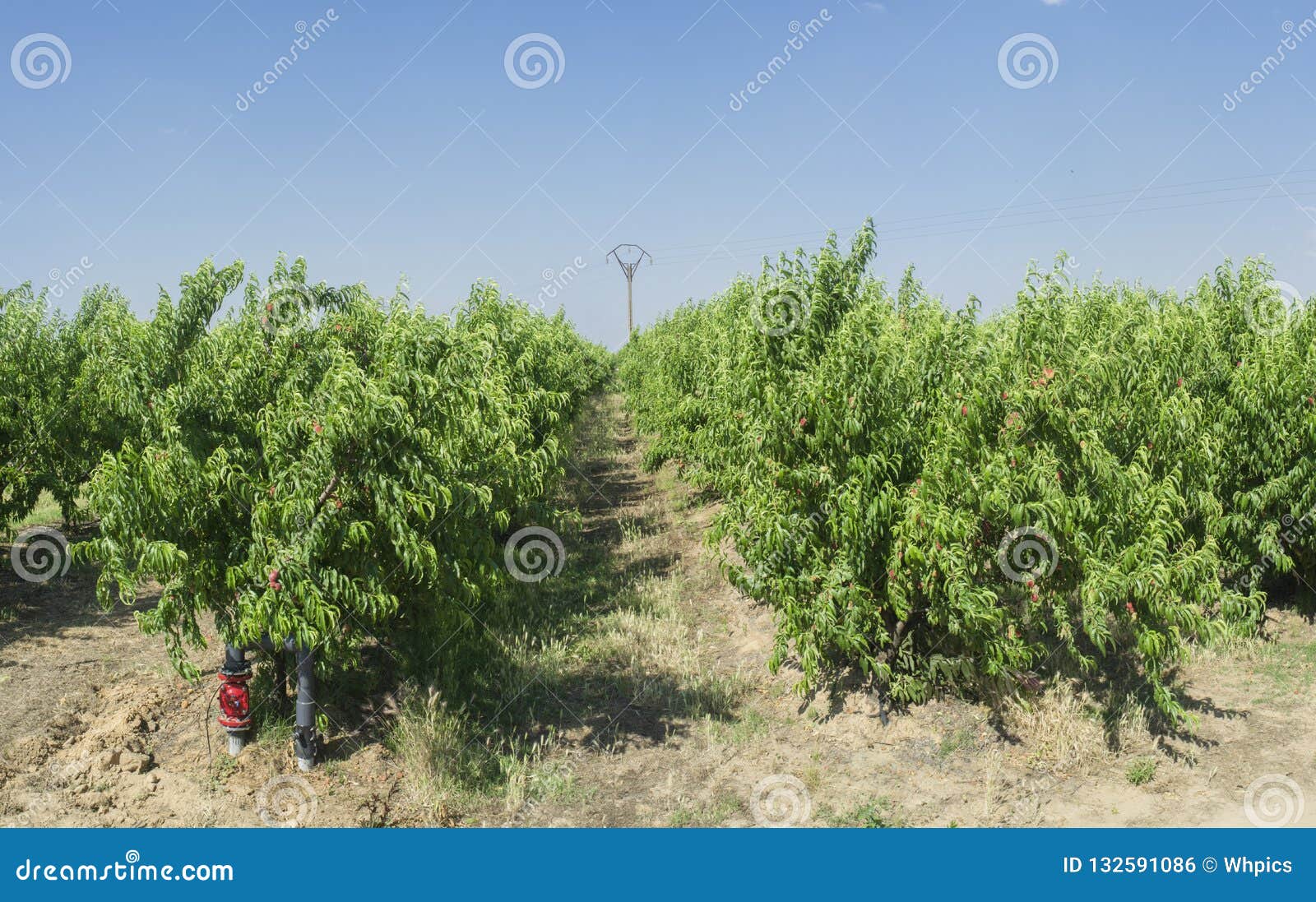 Nectarine Plantation Trees with Fruit Ripening in Midsummer Stock Photo