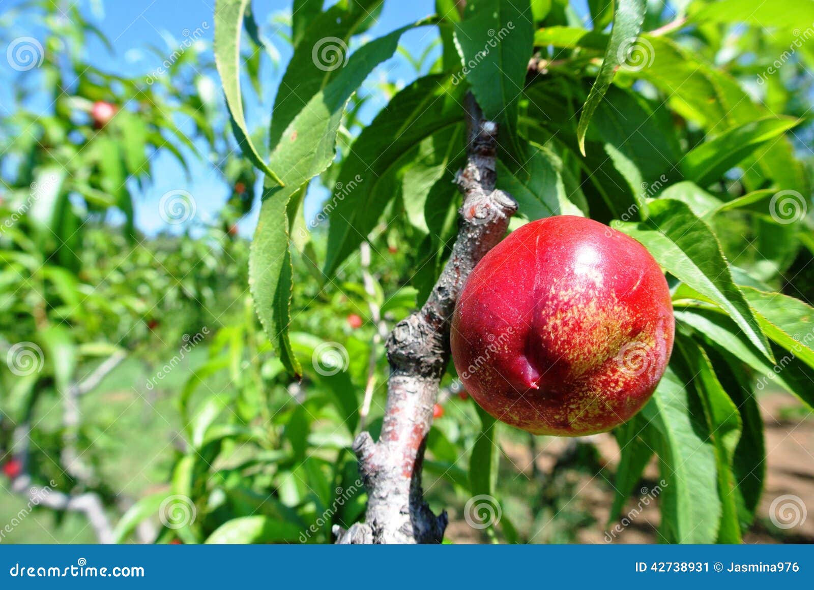 Nectarine on a tree stock image. Image of branch, healthy 42738931