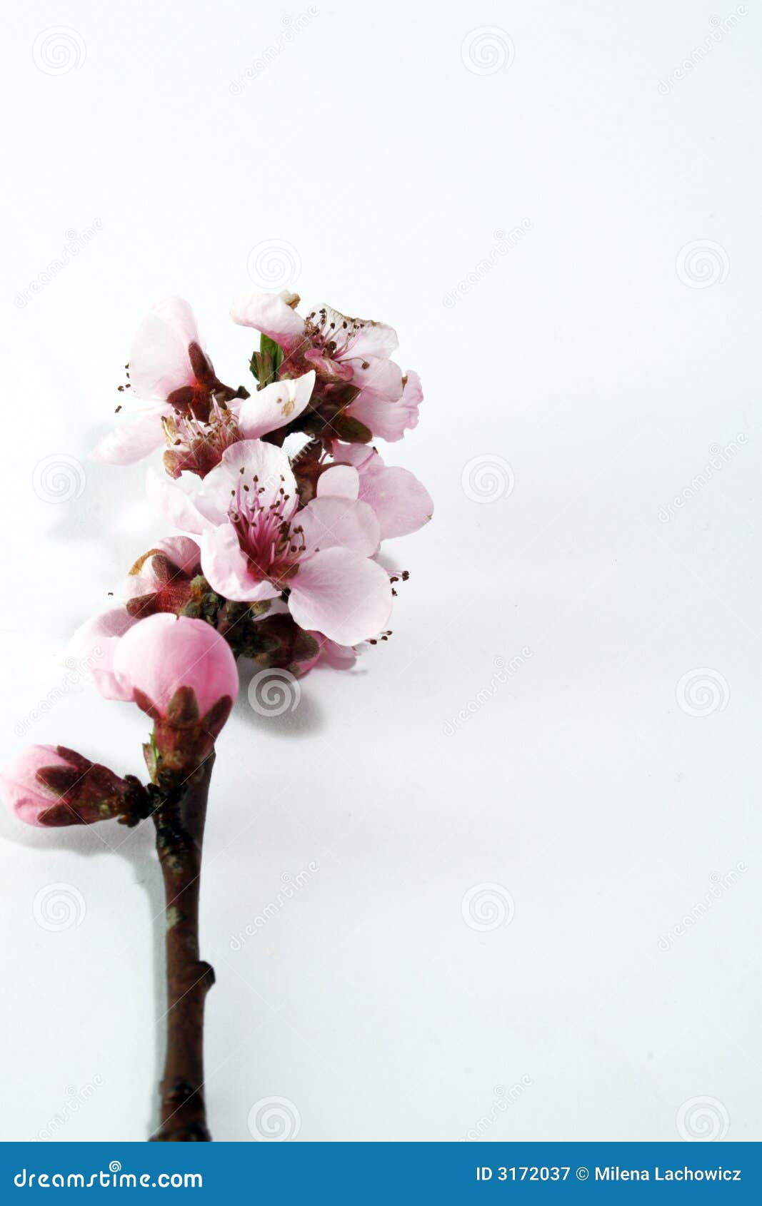 Nectarines flowers stock image. Image of yellow, natural 3172037