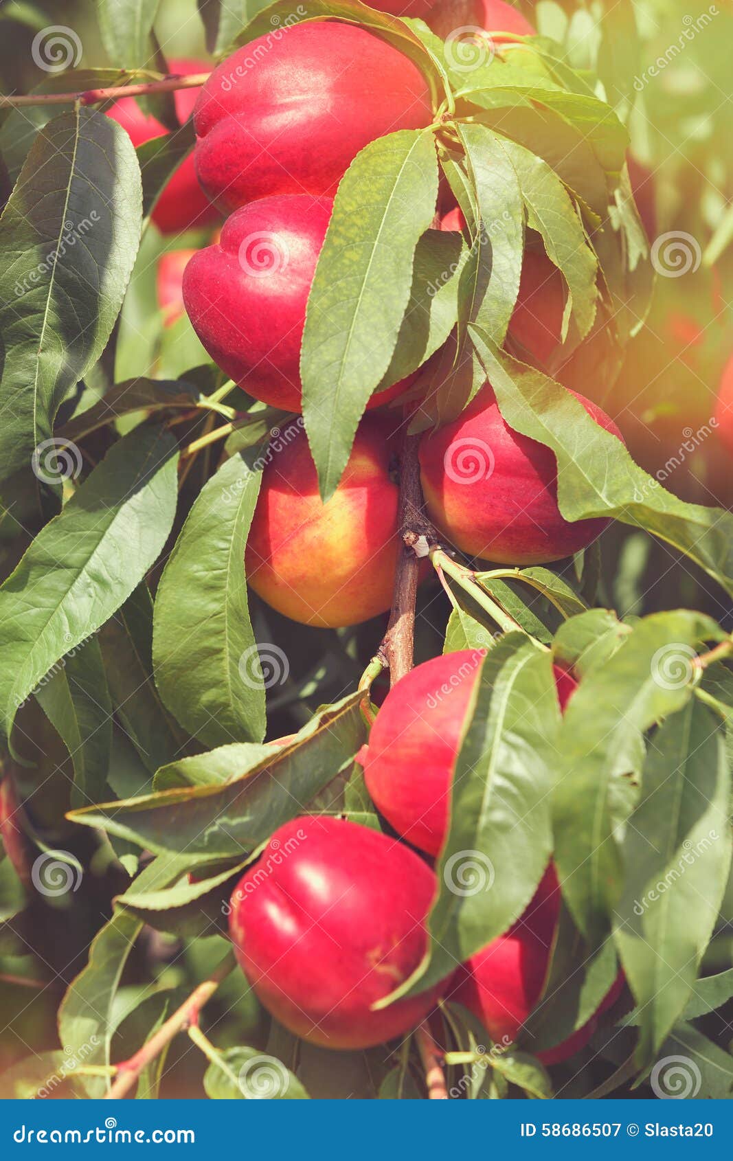 Nectarines on tree stock image. Image of bright, leaf 58686507