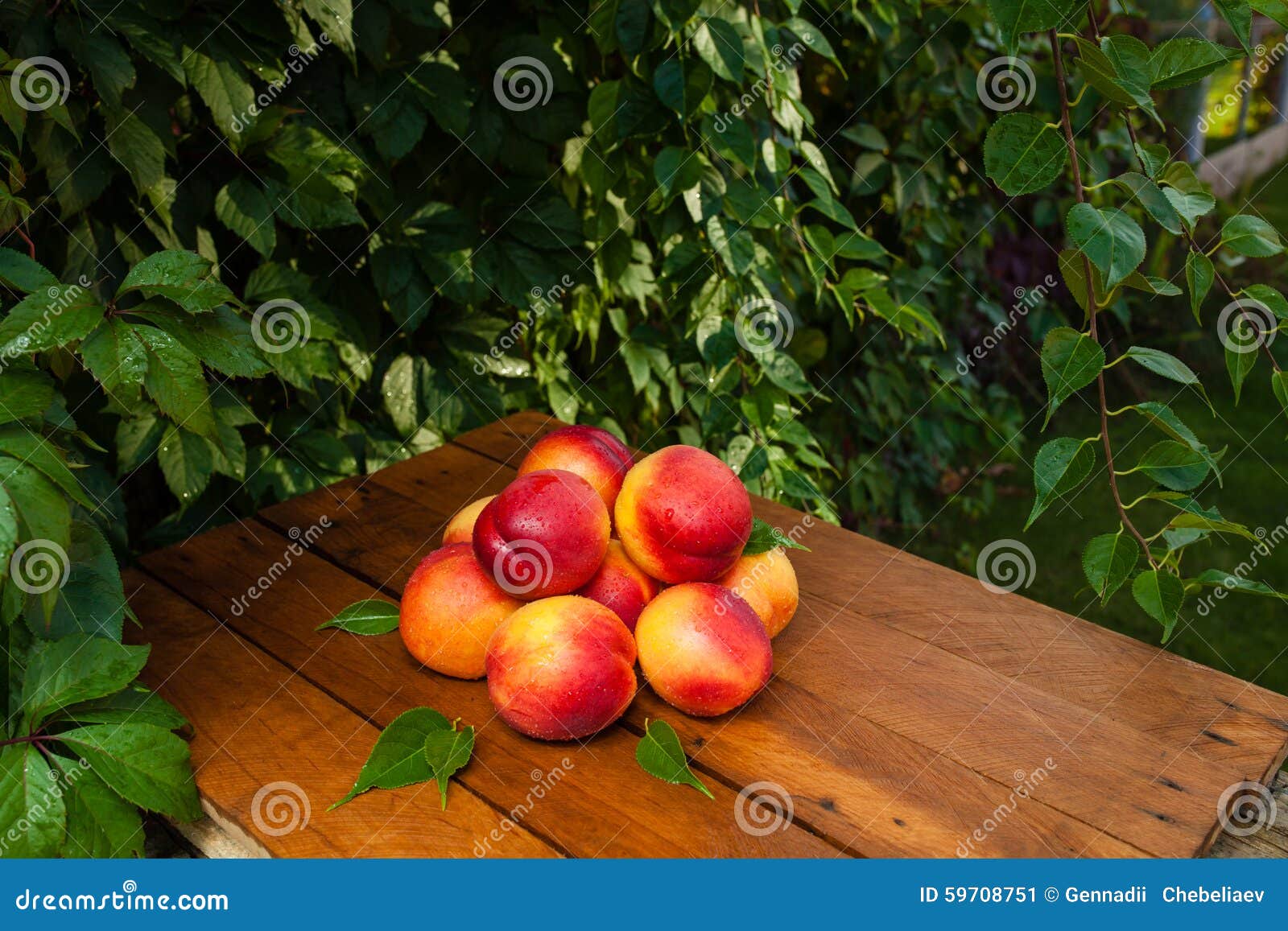 Nectarines in the village stock image. Image of tree 59708751