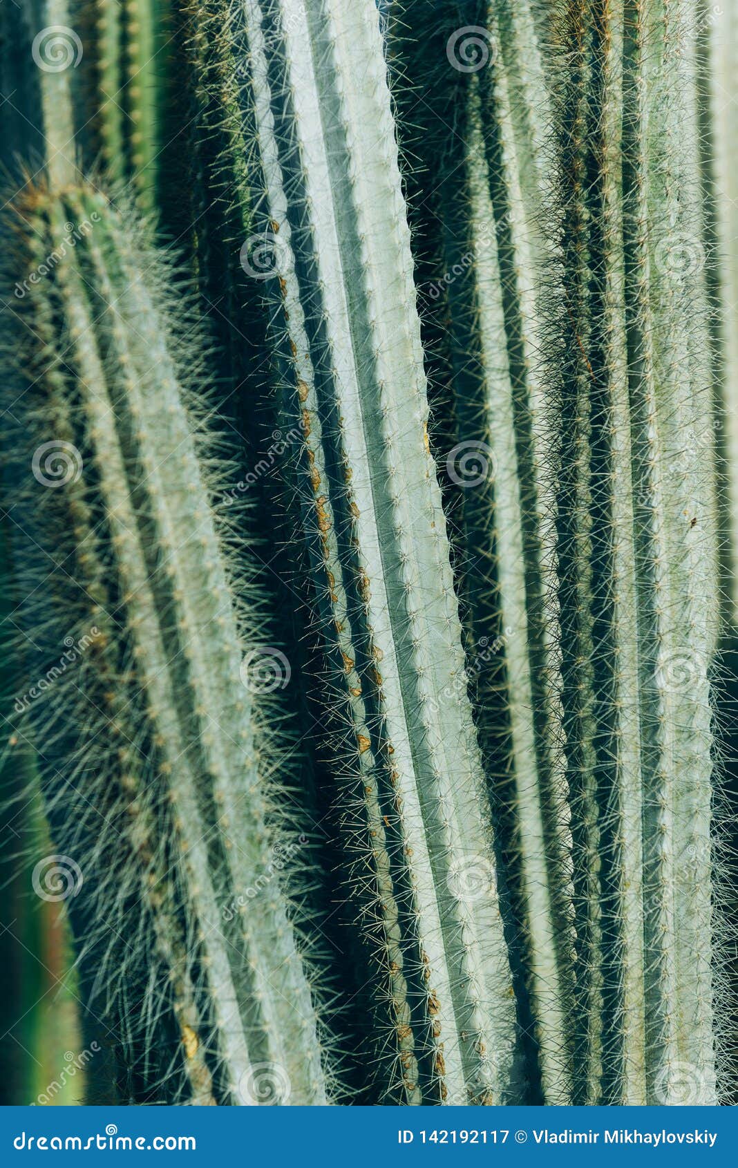 Needle cactus stock image. Image of fashion, seamless 142192117