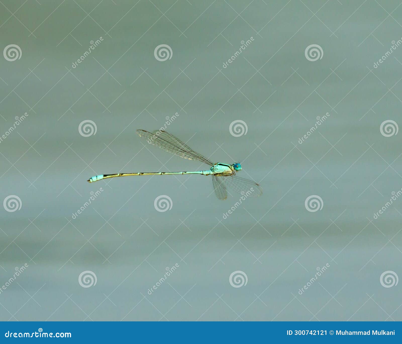 Fly freely in the air stock image. Image of dragonflies - 300742121