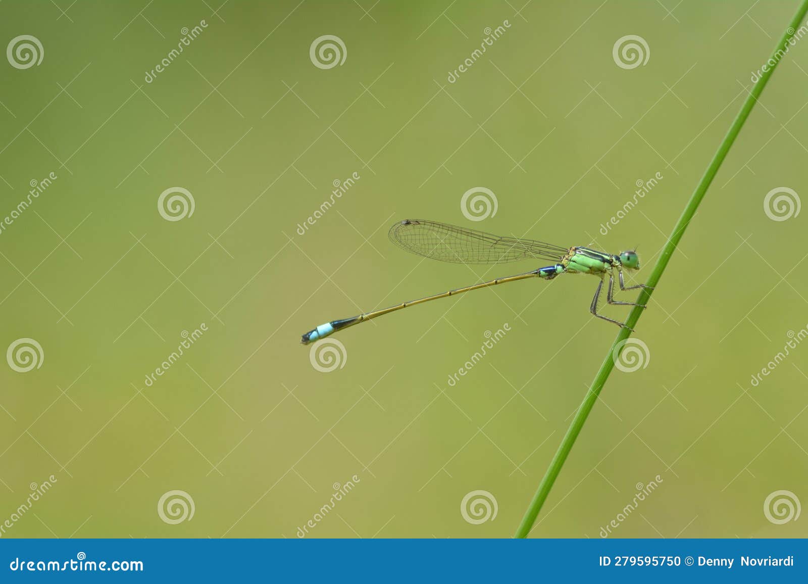 Needle dragonflies stock photo. Image of beauty, grasshopper - 279595750