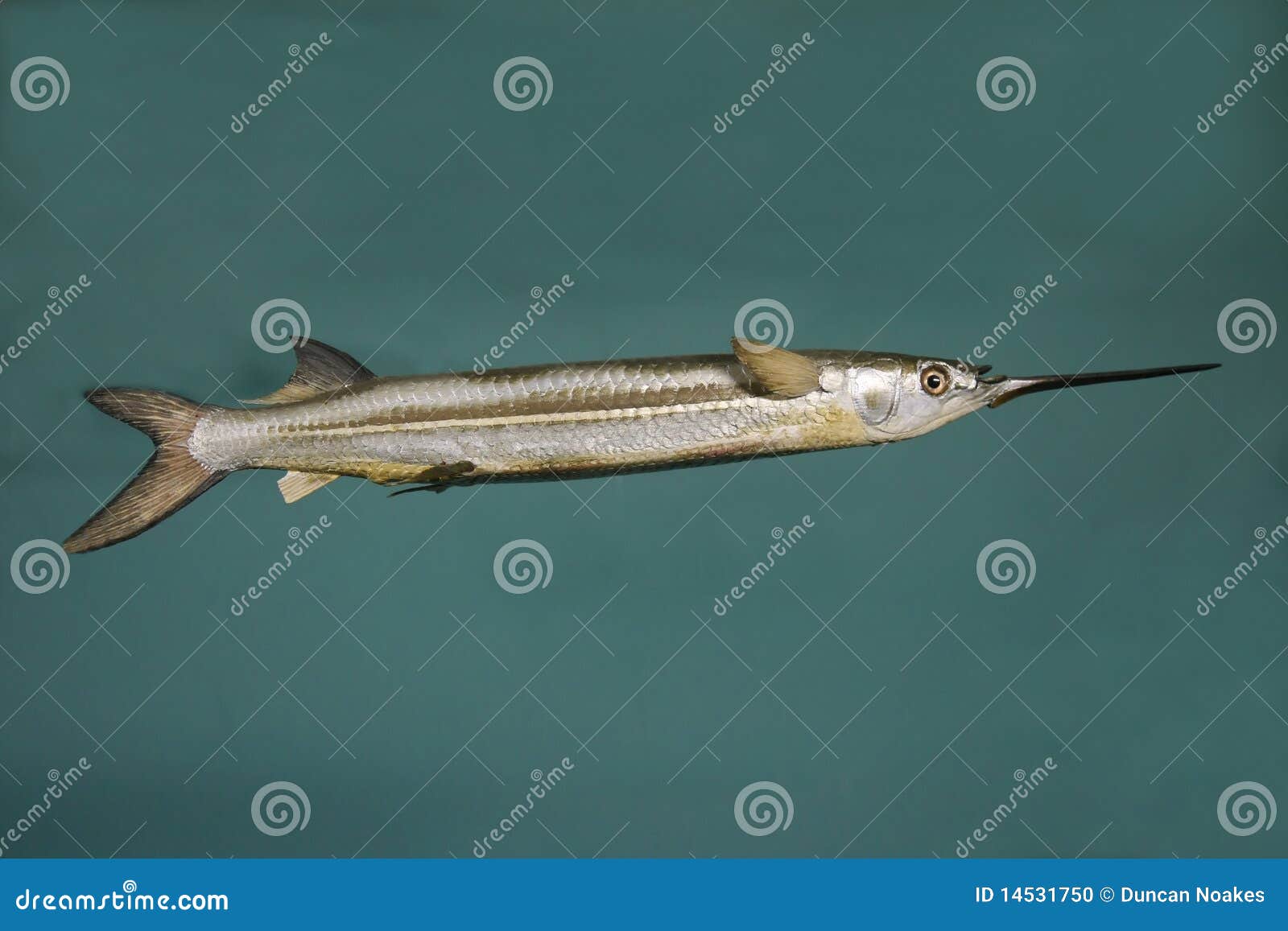 Needle Fish Model Stock Photo Image 14531750