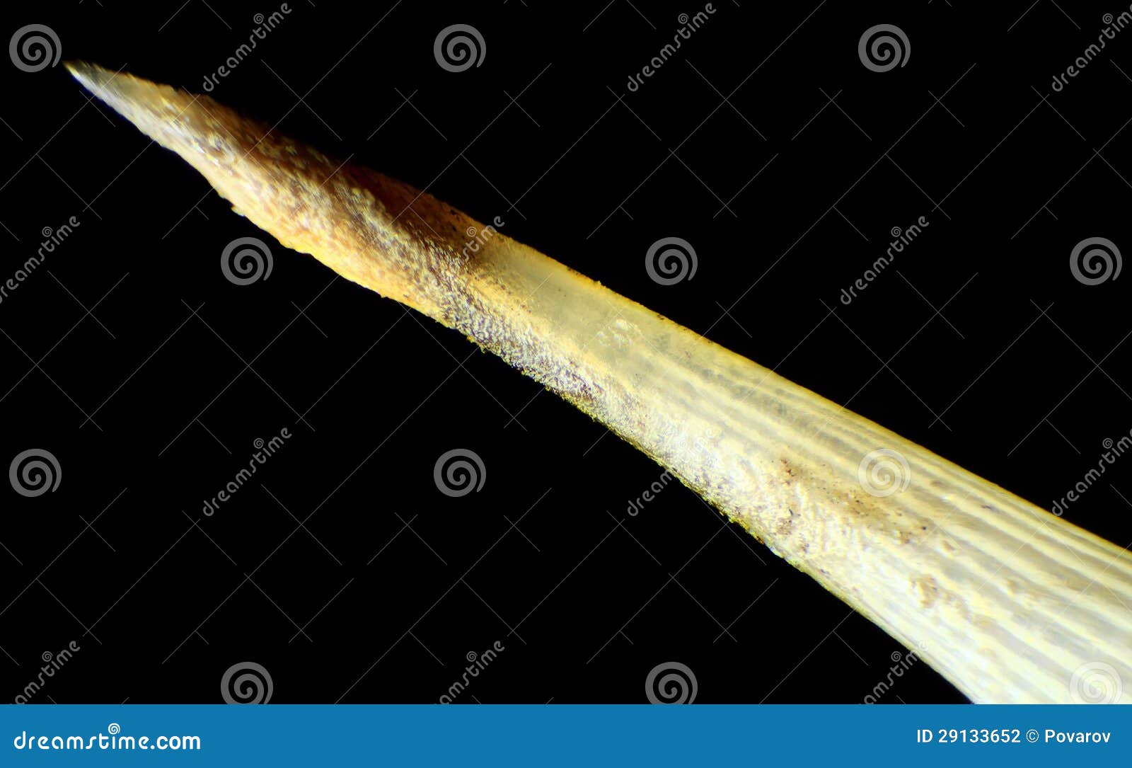 Needle Hedgehog Under The Microscope, Background RoyaltyFree Stock